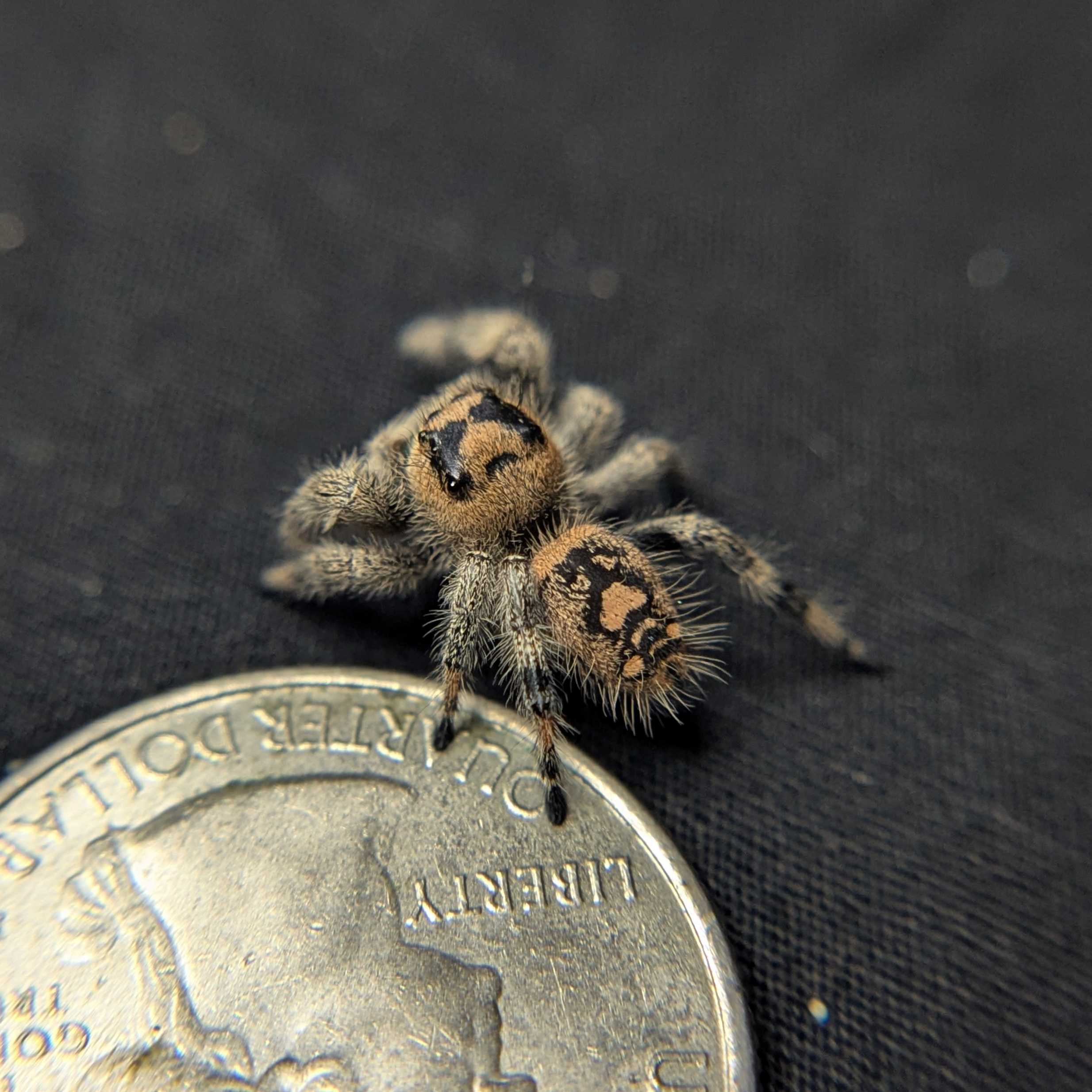 Regal Jumping Spider "Cashew"