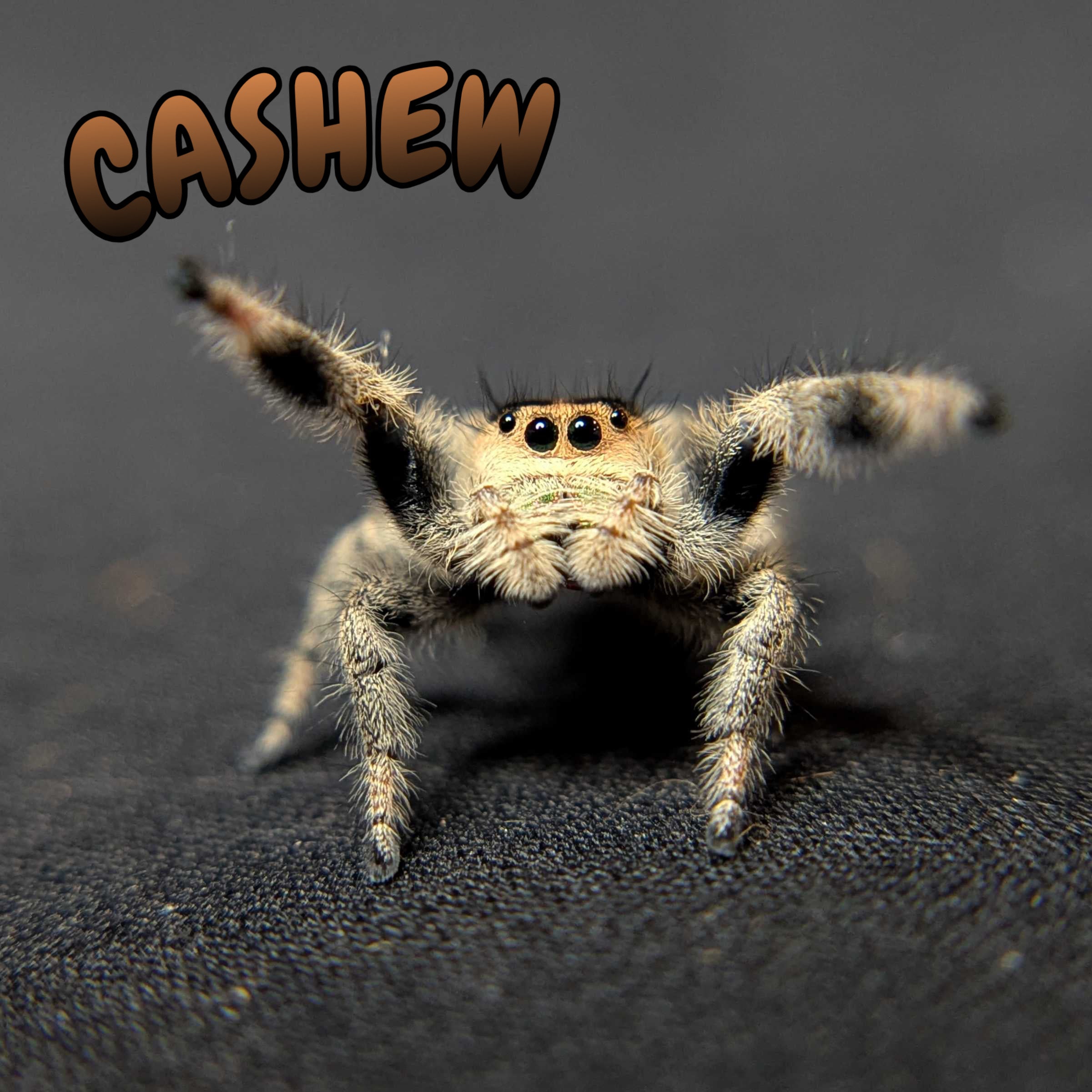 Regal Jumping Spider "Cashew"