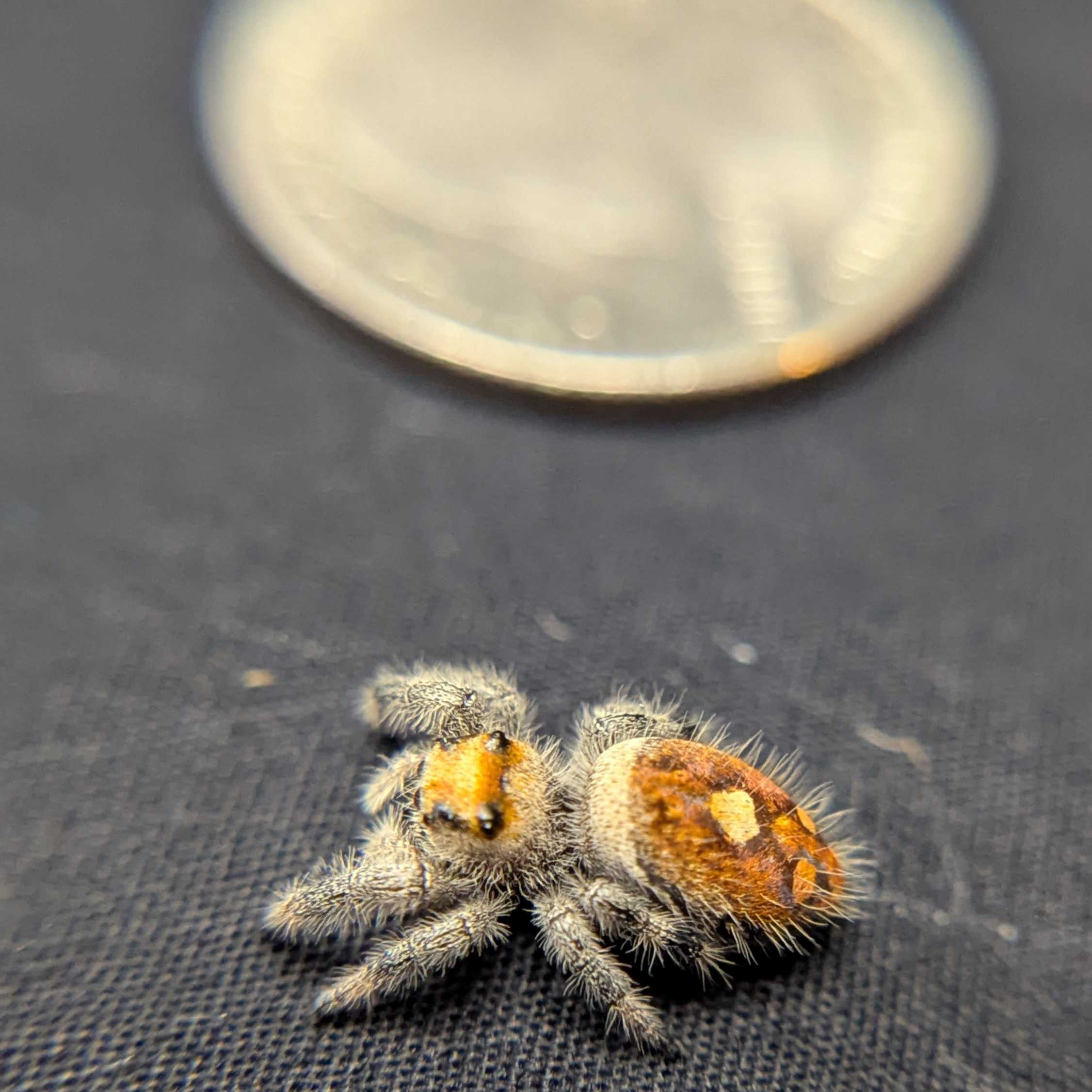 Regal Jumping Spider "Ginger"