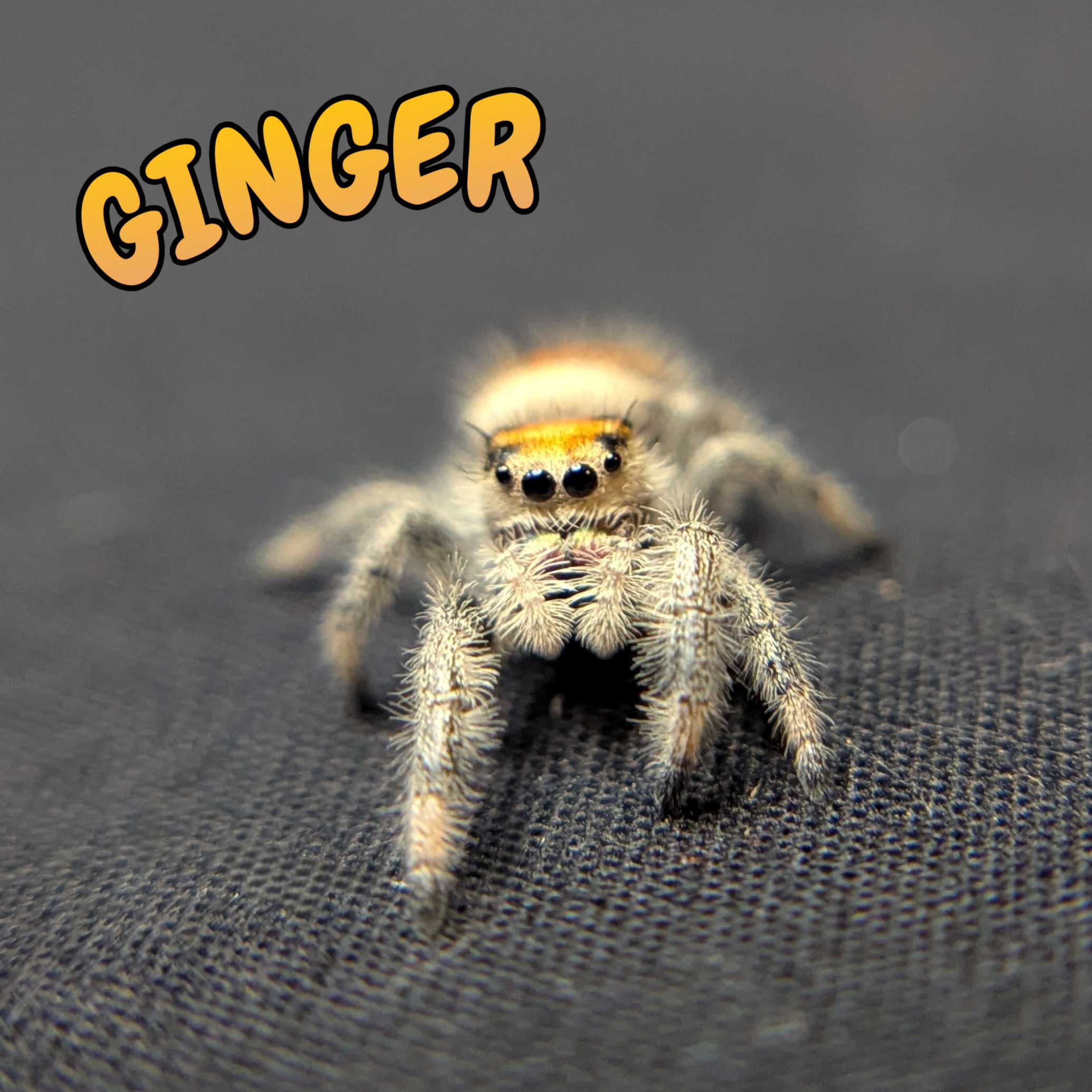 Regal Jumping Spider "Ginger"