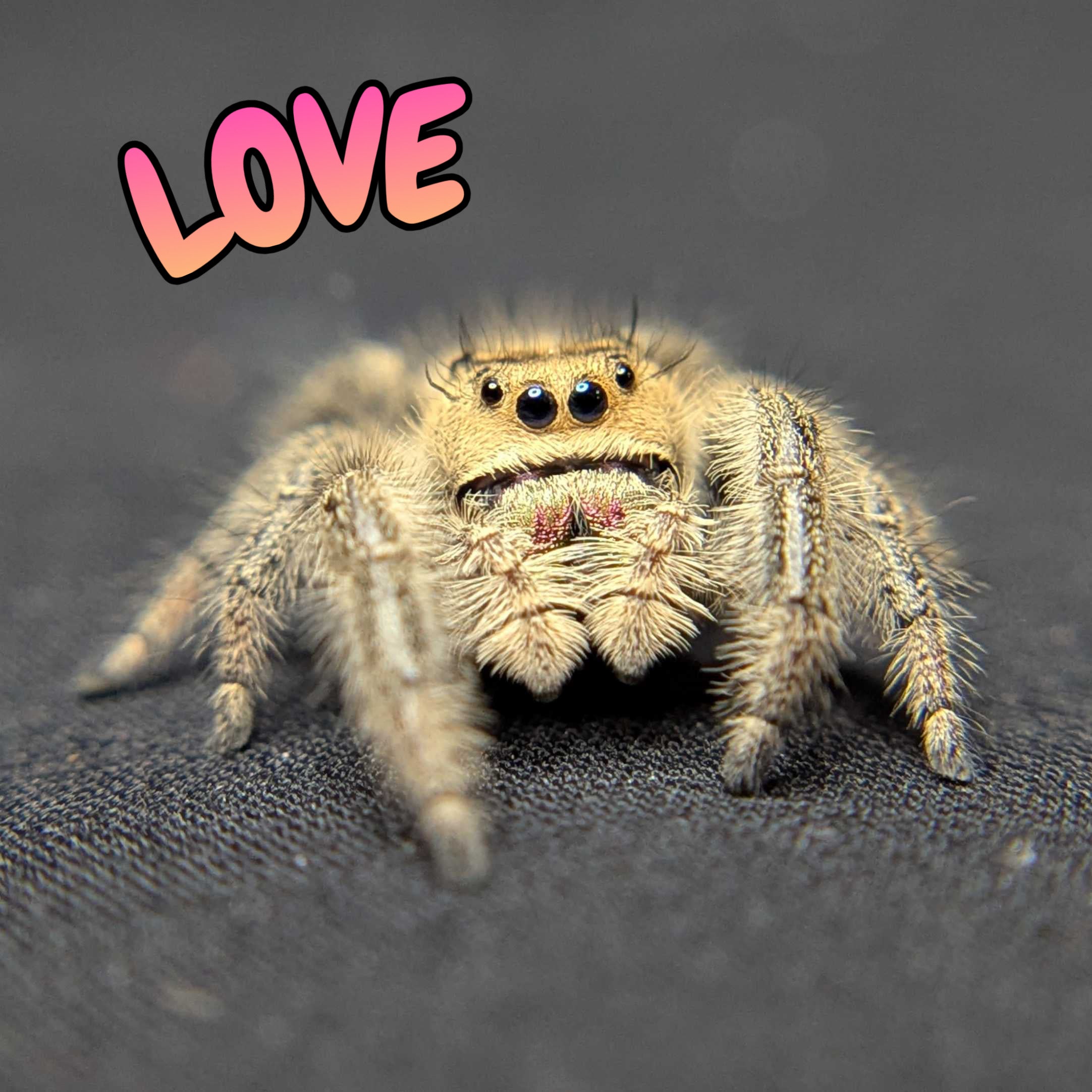 Regal Jumping Spider "Love"