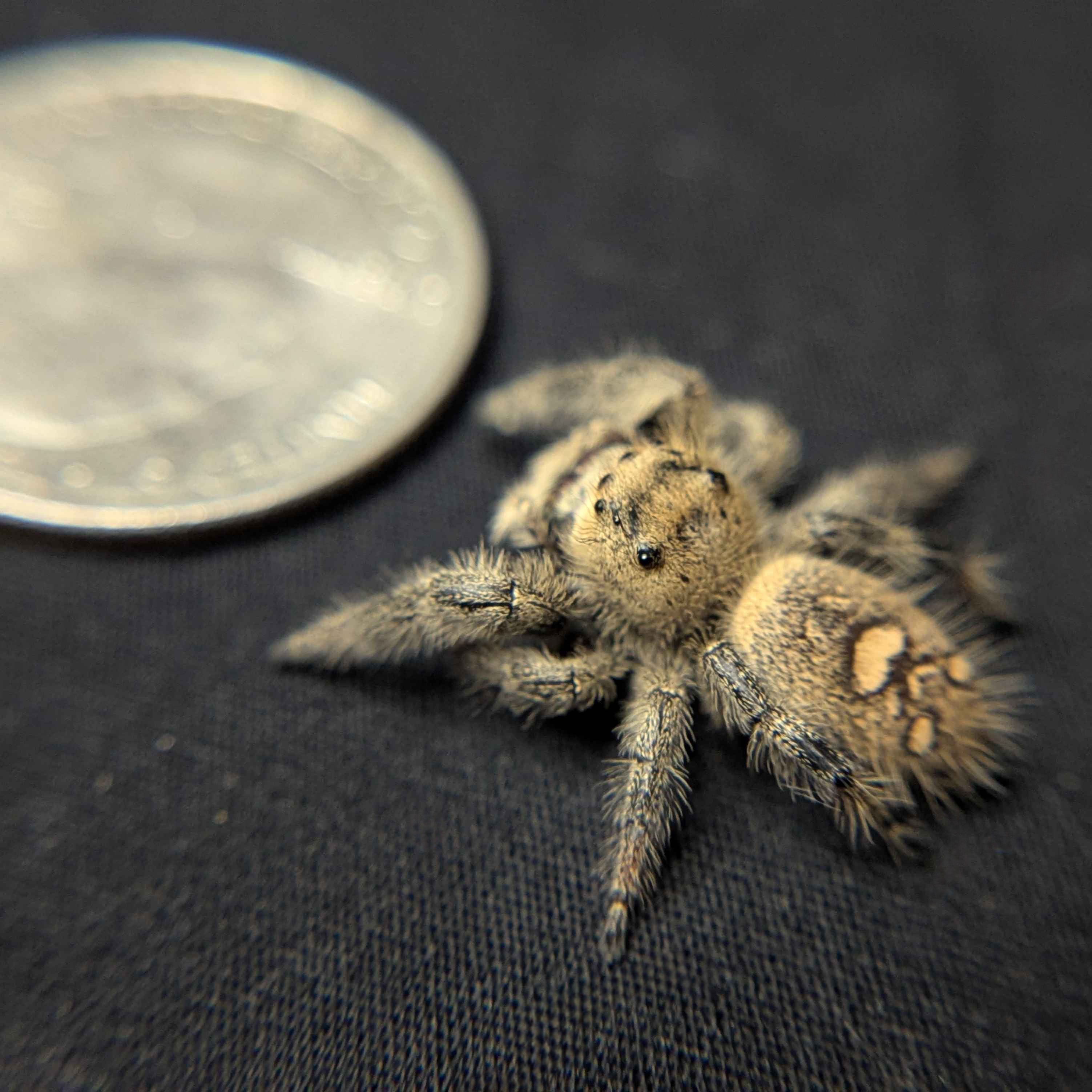 Regal Jumping Spider "Love"