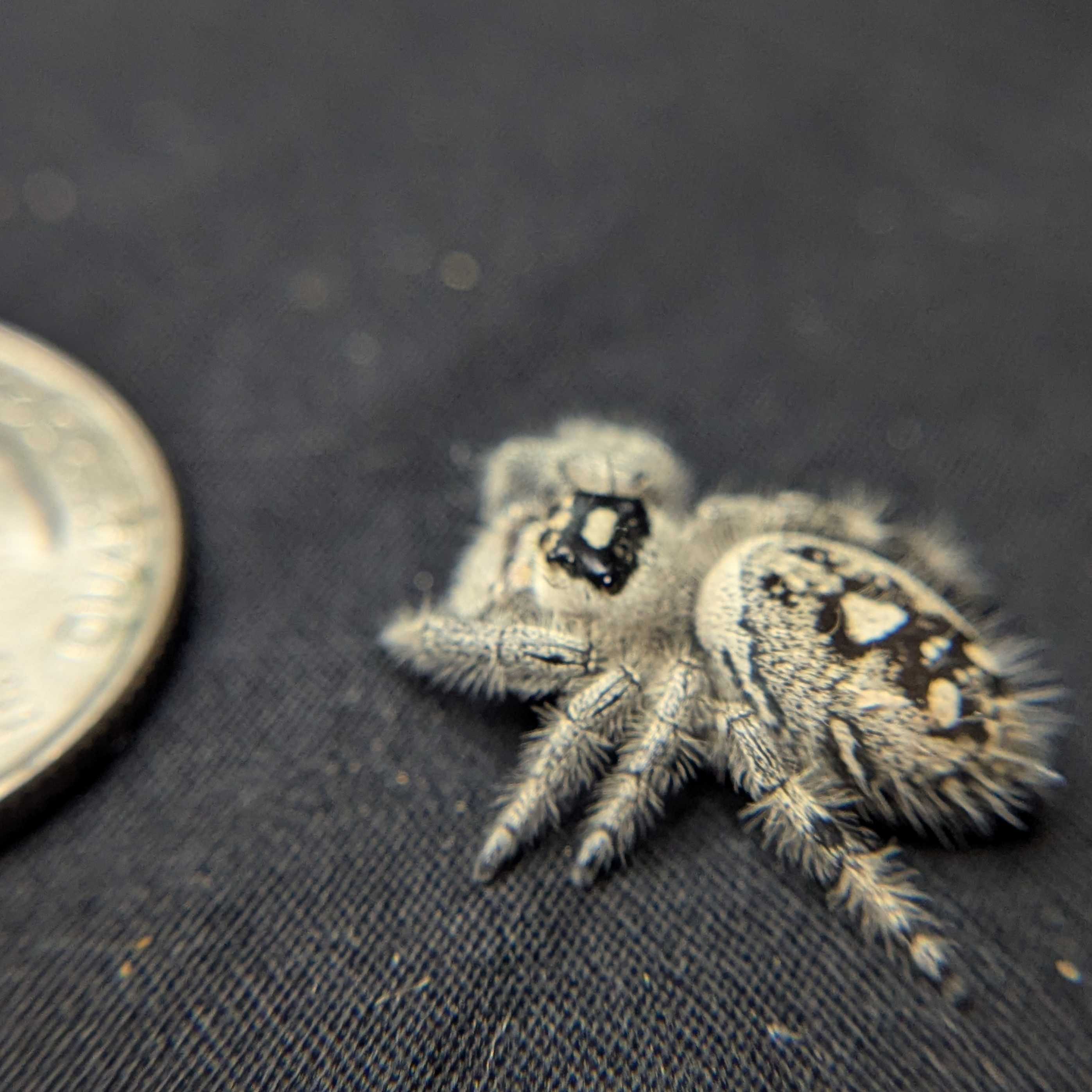 Regal Jumping Spider "Bessy"