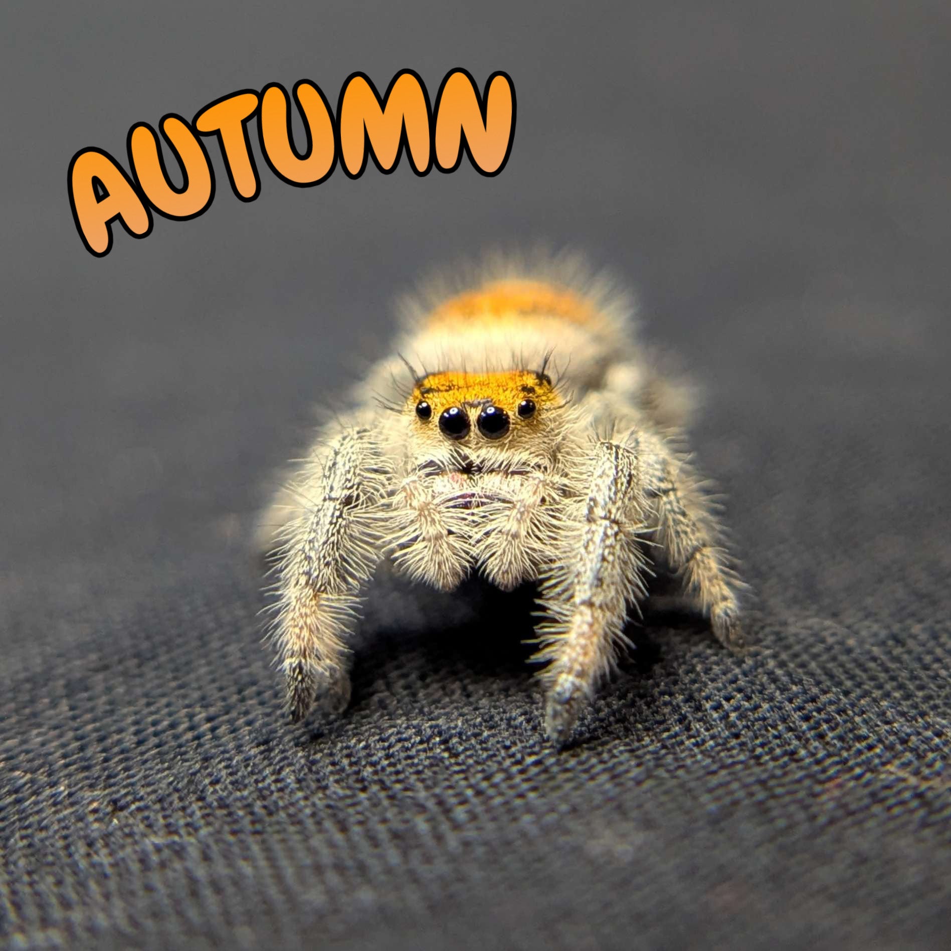 Regal Jumping Spider "Autumn"