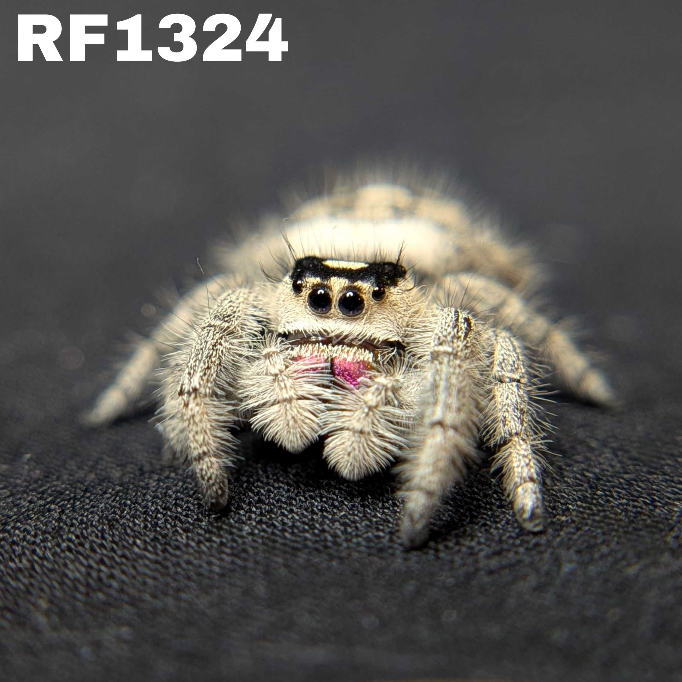 Regal Jumping Spider "Bessy"