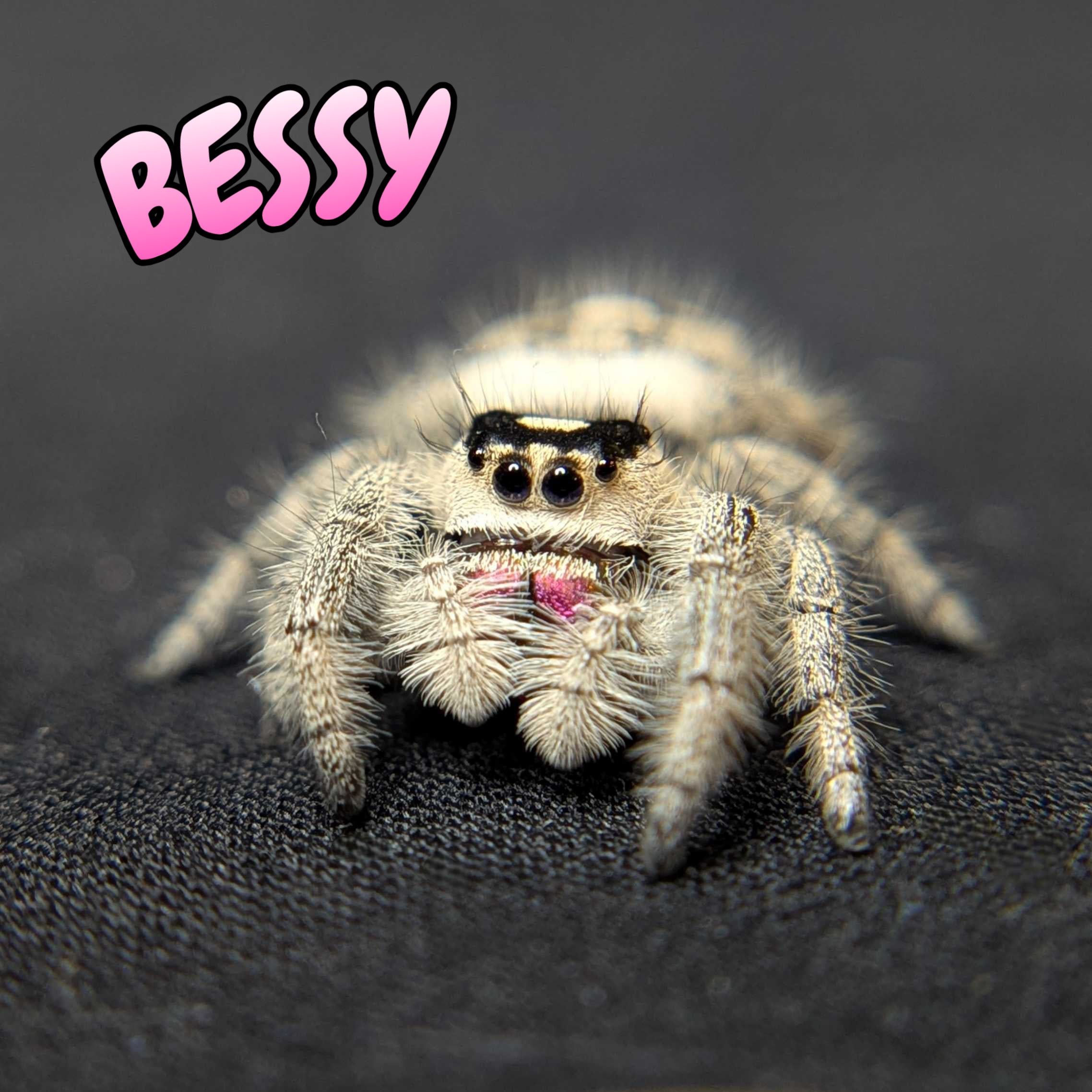 Regal Jumping Spider "Bessy"