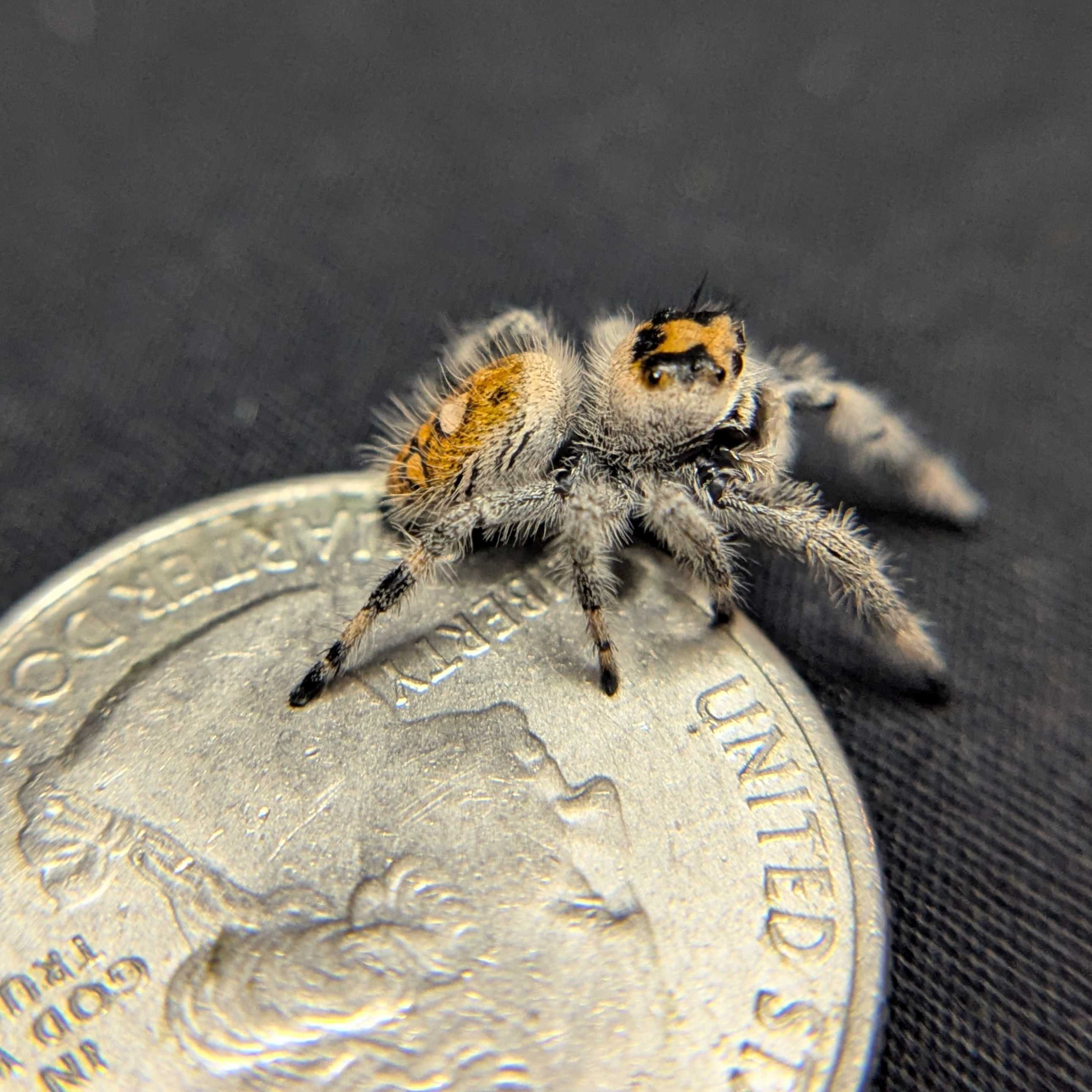 Regal Jumping Spider “Torch”