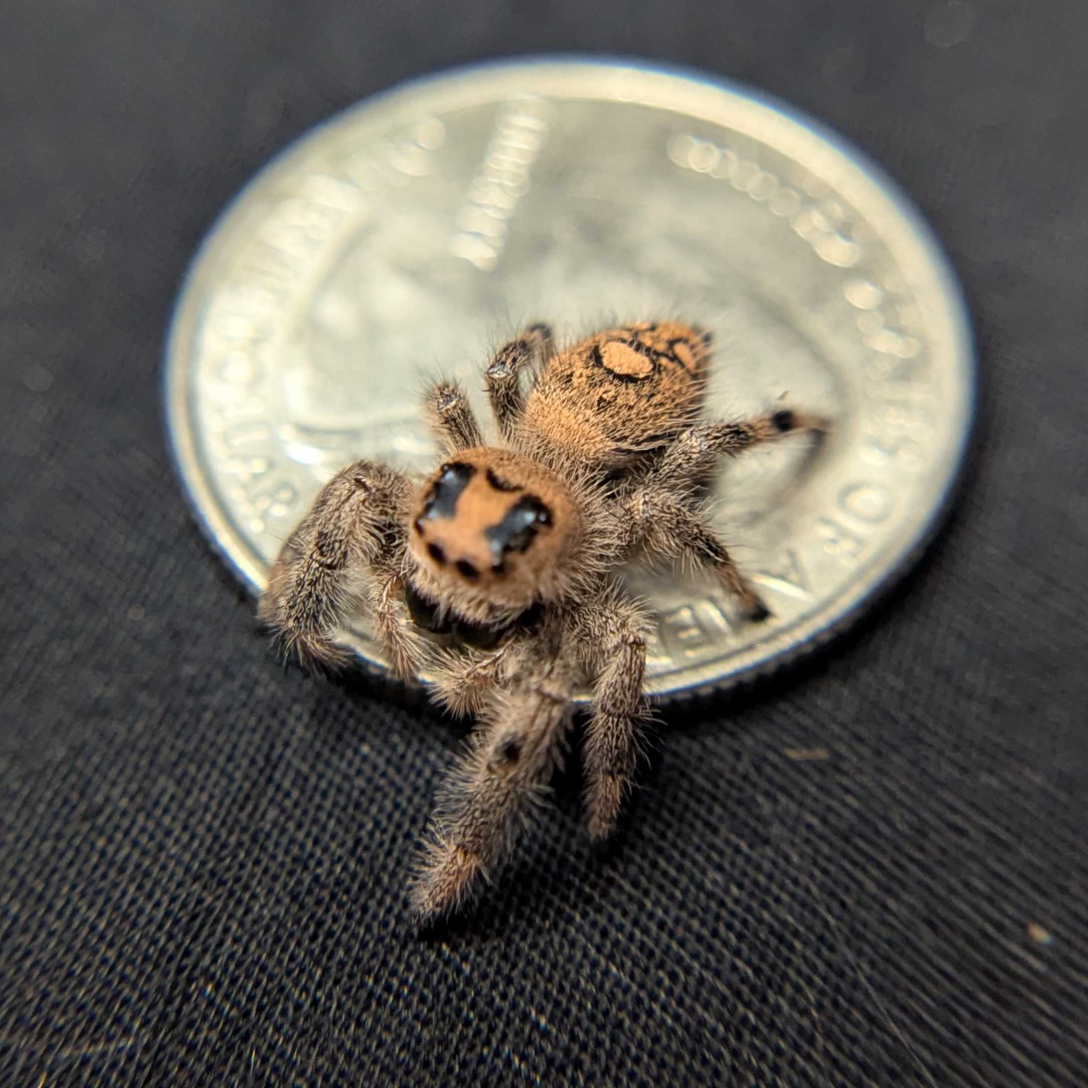 Regal Jumping Spider "Peach"