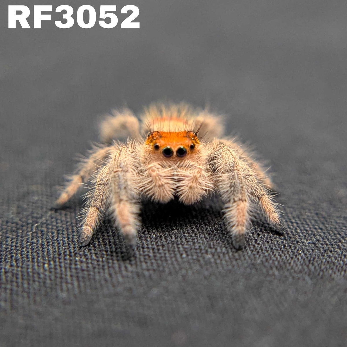 Regal Jumping Spider “Bonbon”
