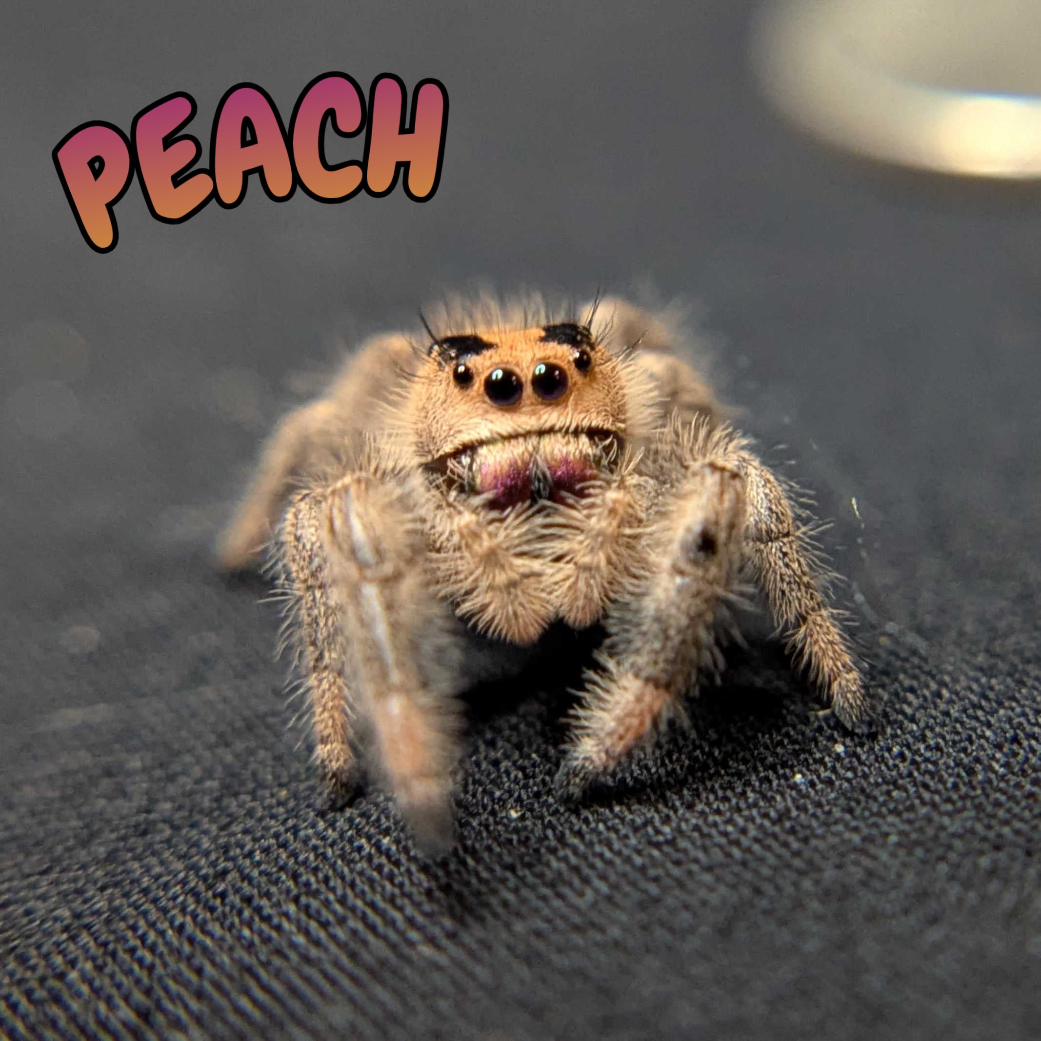 Regal Jumping Spider "Peach"