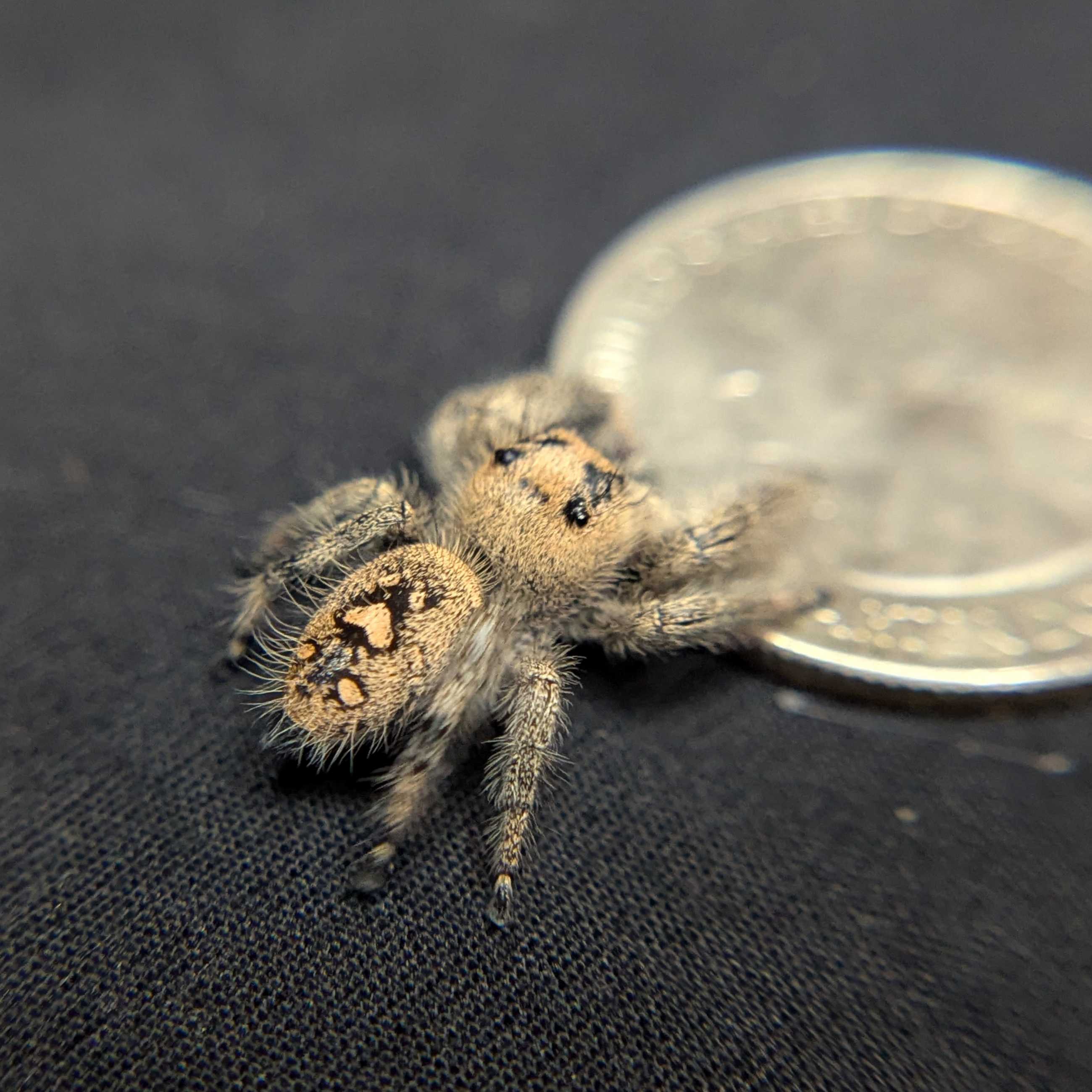 Regal Jumping Spider "Keylime"