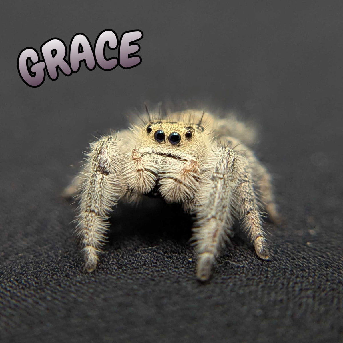 Regal Jumping Spider "Grace"