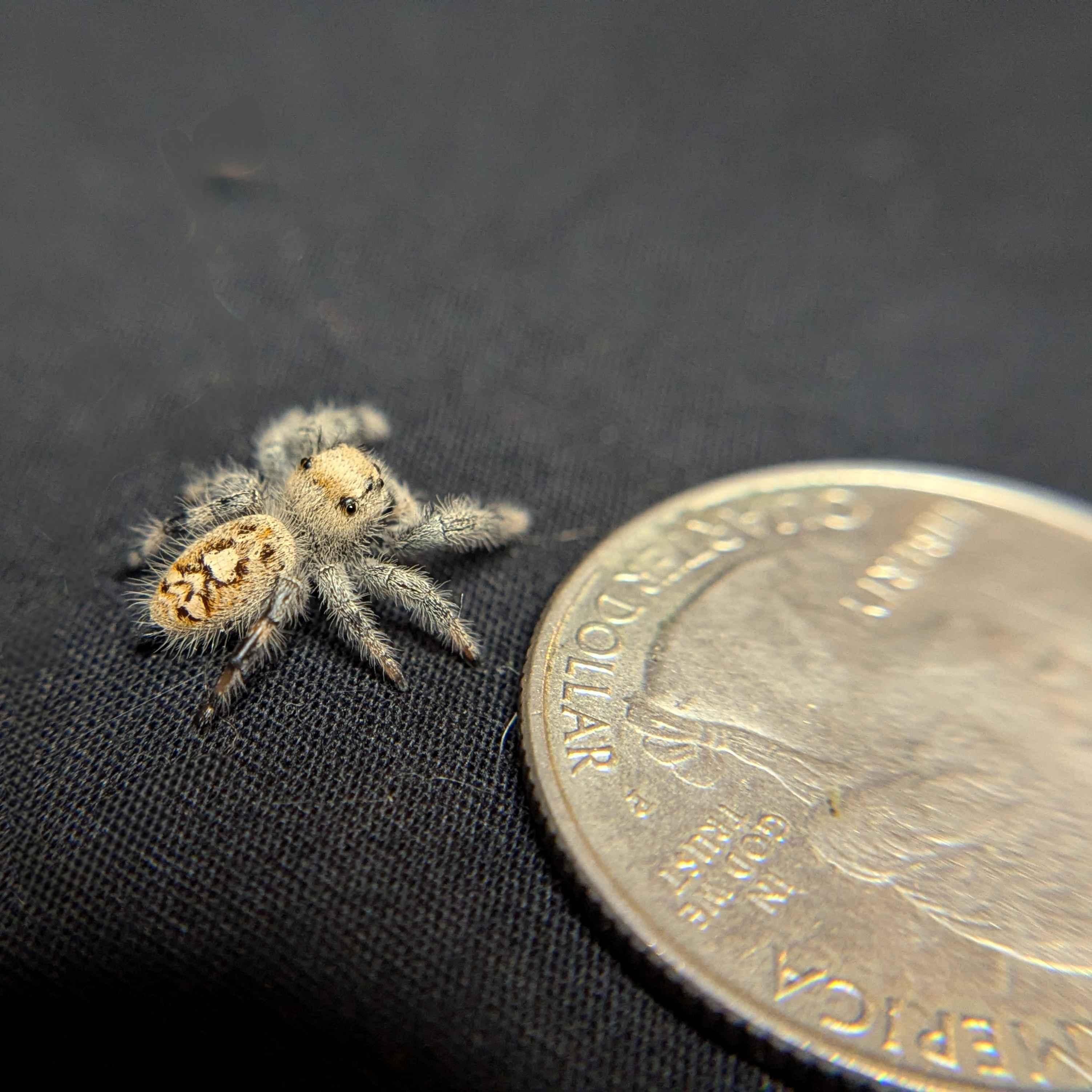 Regal Jumping Spider "Wheat"