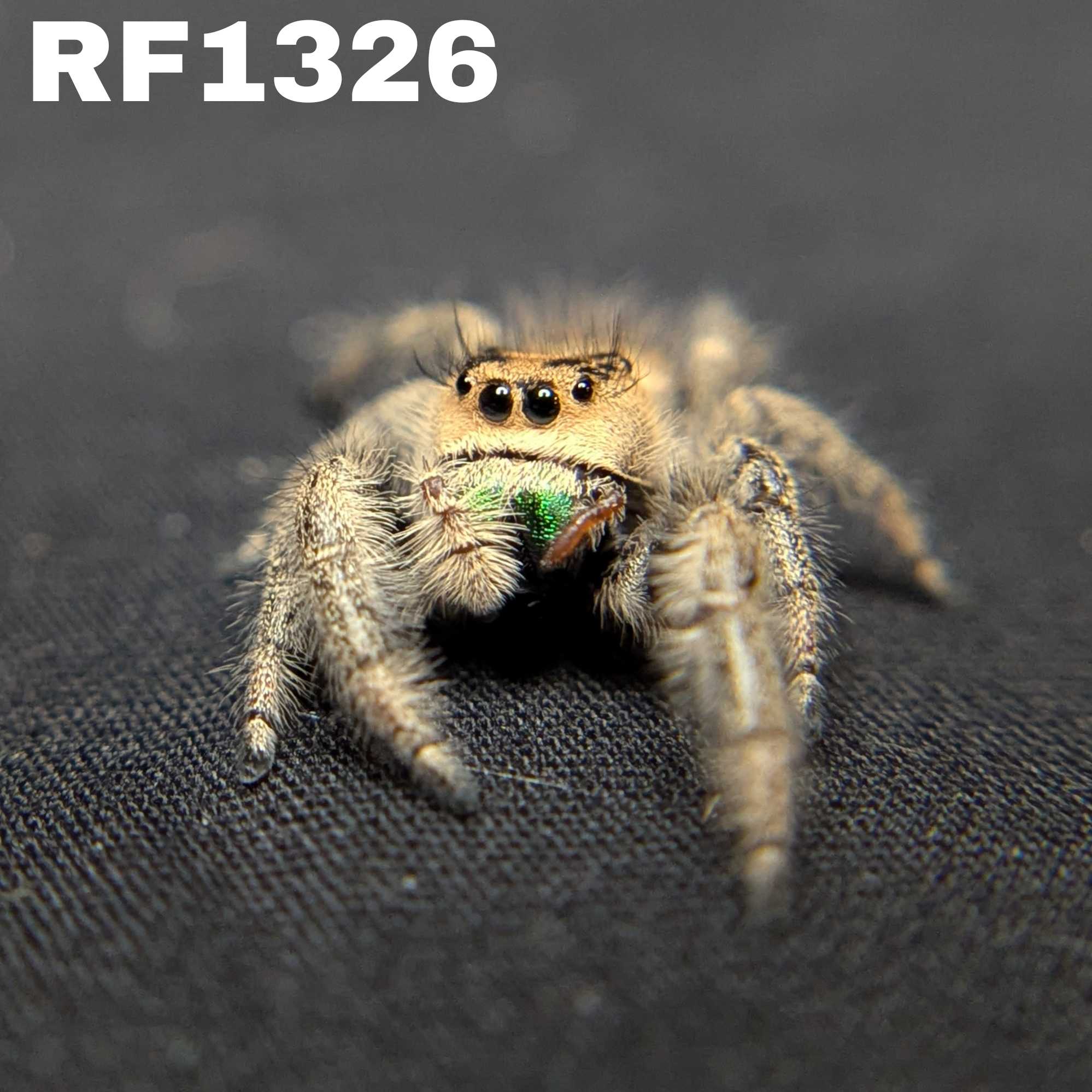 Regal Jumping Spider "Keylime"