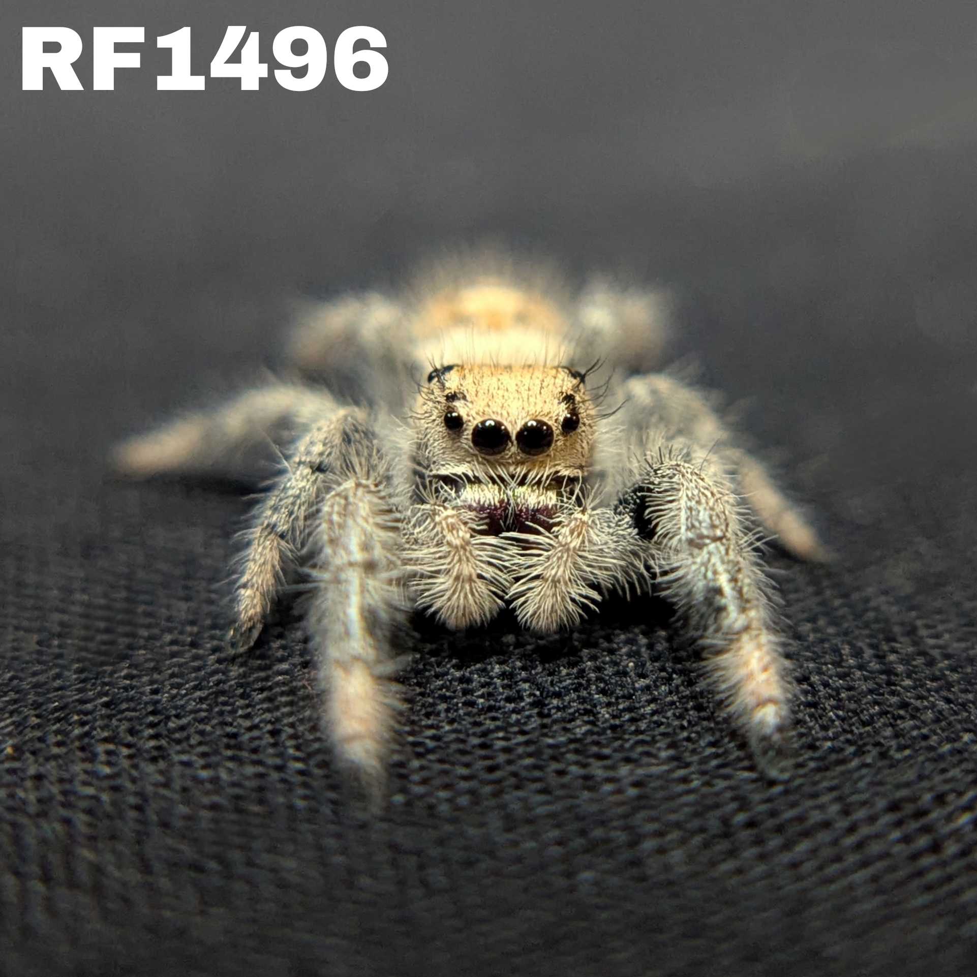 Regal Jumping Spider "Wheat"