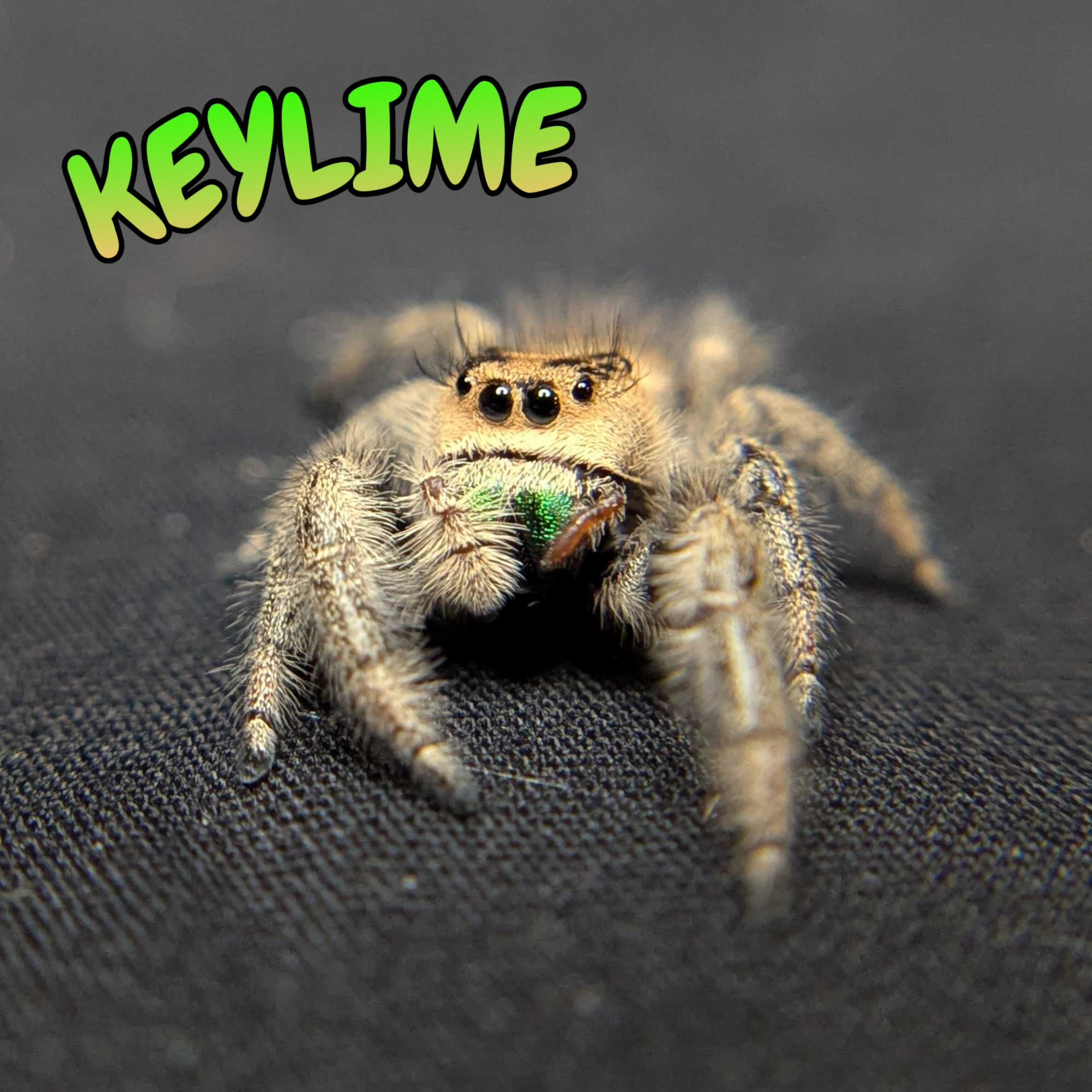 Regal Jumping Spider "Keylime"