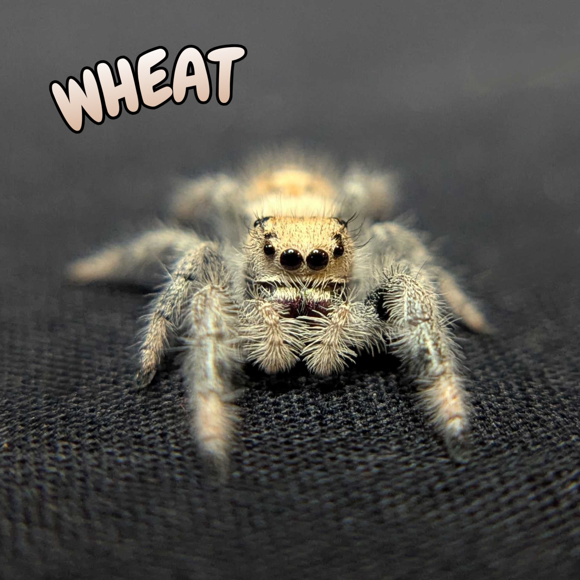 Regal Jumping Spider "Wheat"