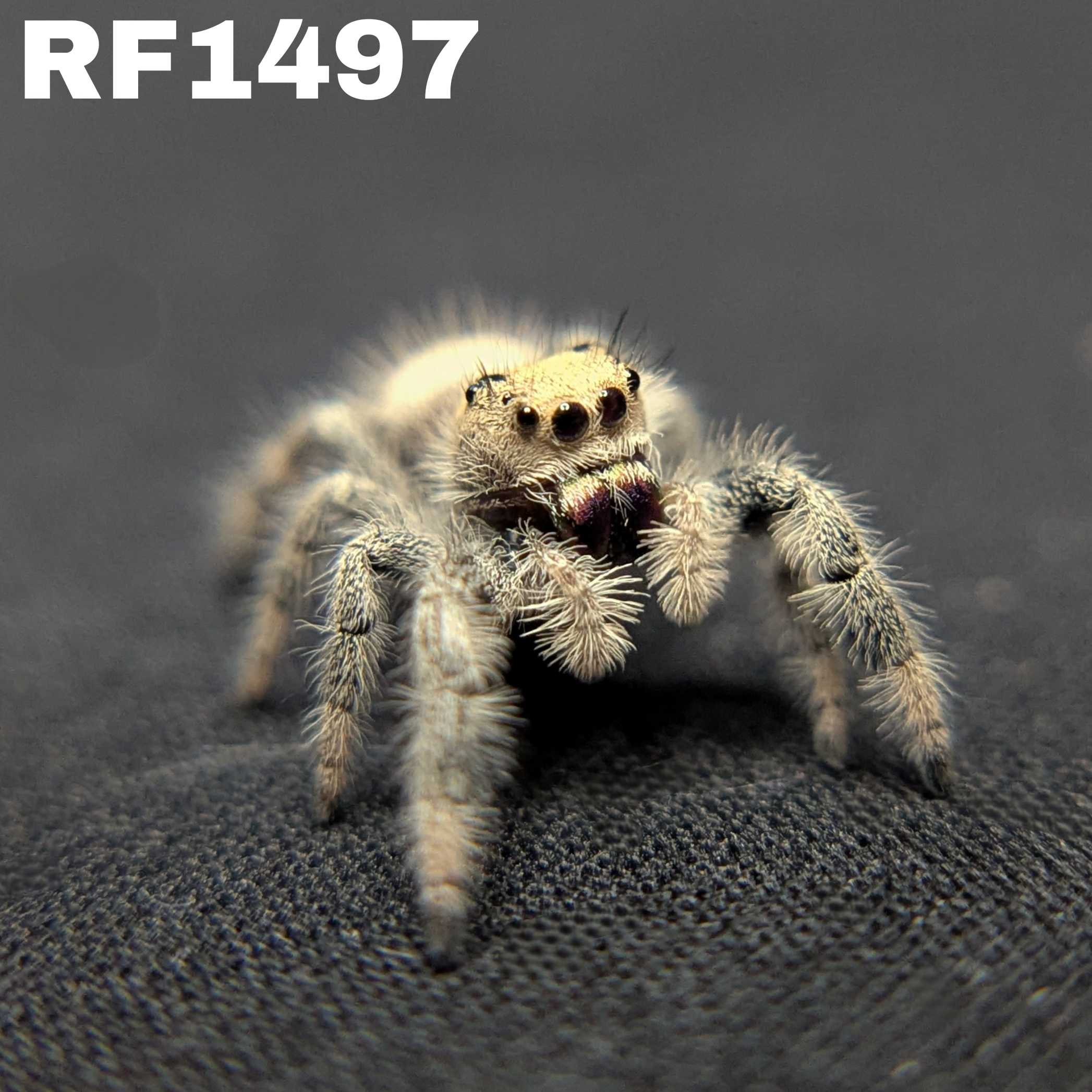 Regal Jumping Spider "Crystal”