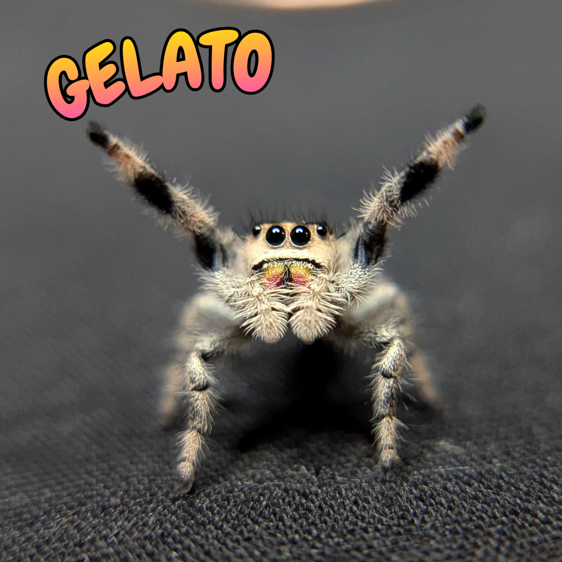 Regal Jumping Spider "Gelato"