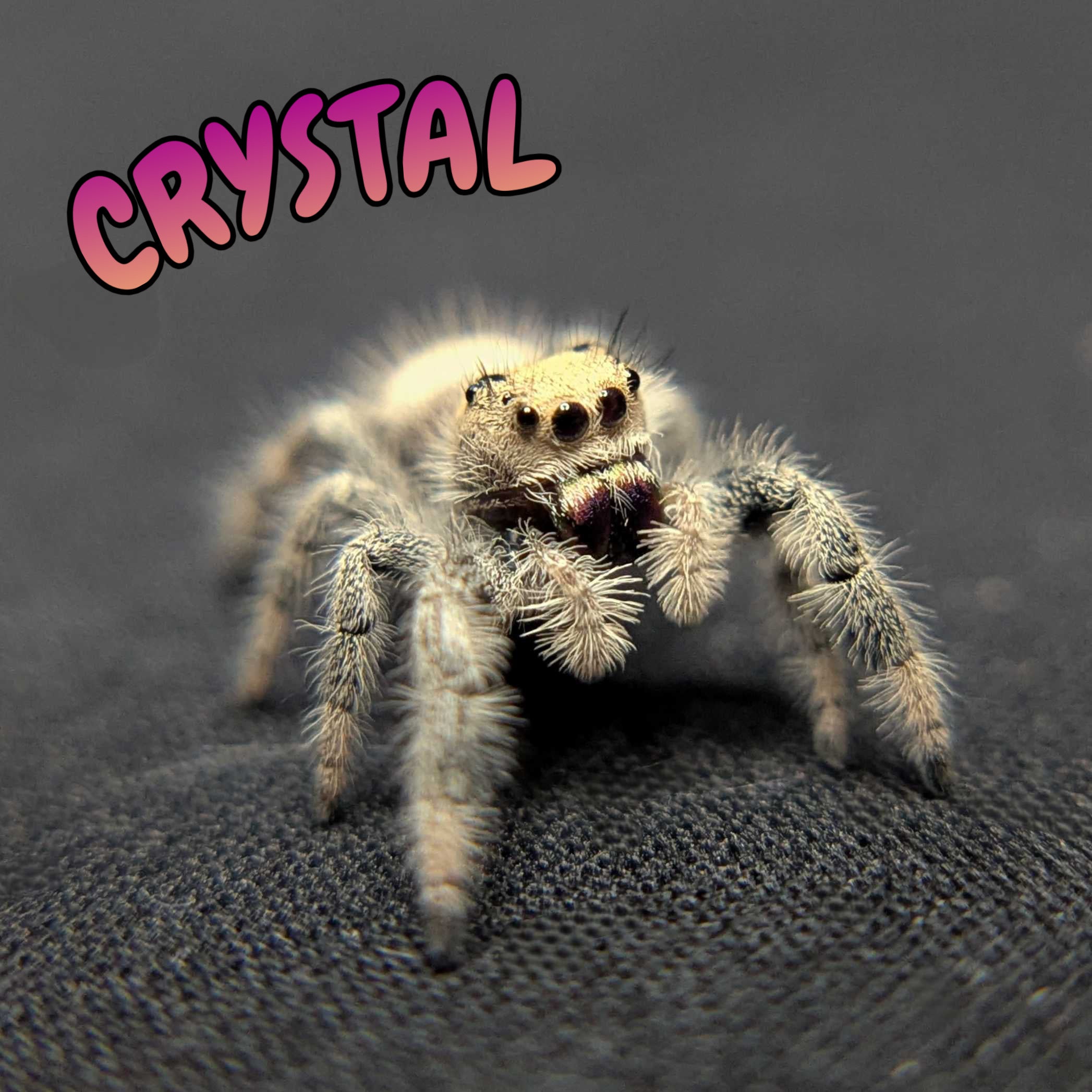 Regal Jumping Spider "Crystal”