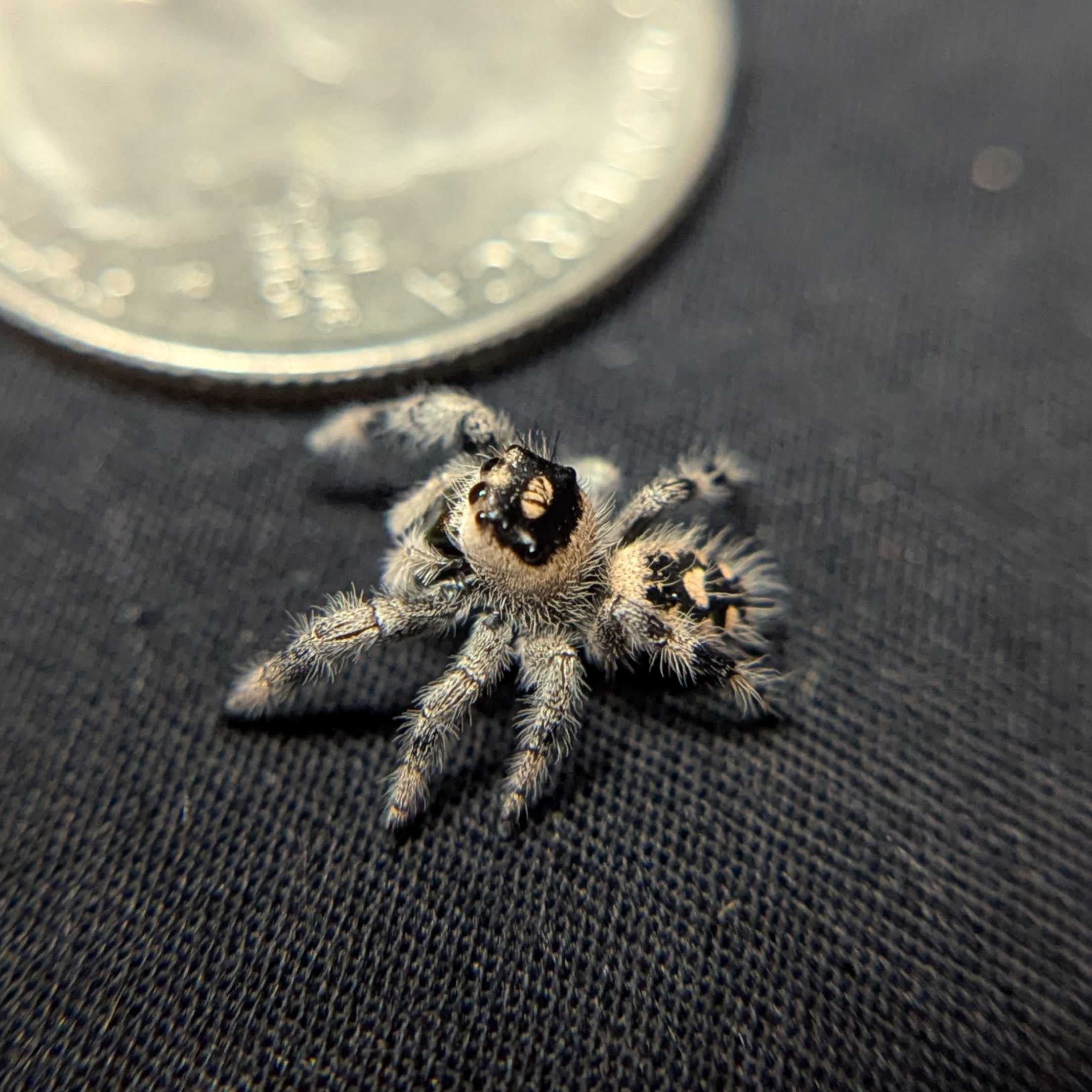Regal Jumping Spider "Gelato"