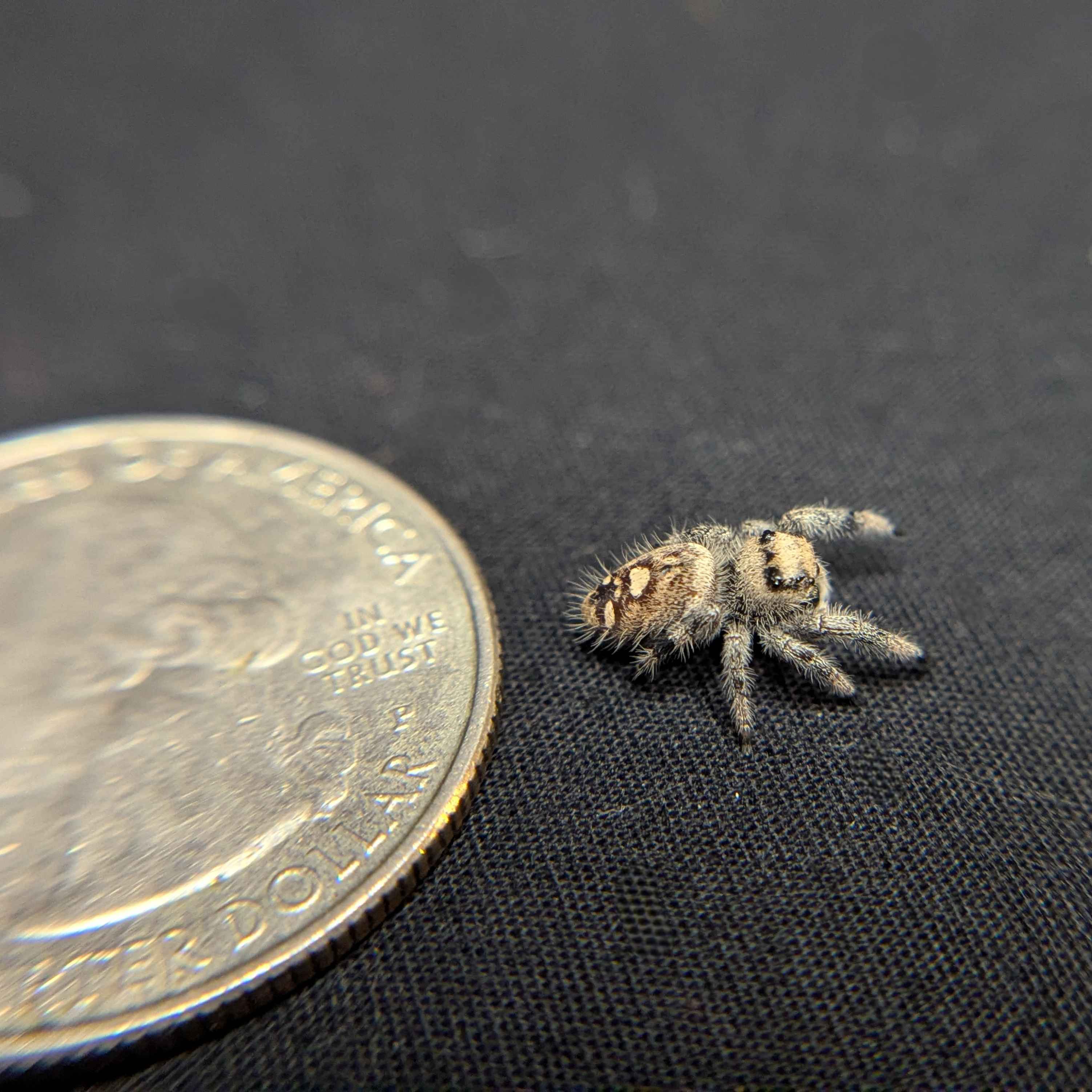 Regal Jumping Spider "Juniper"