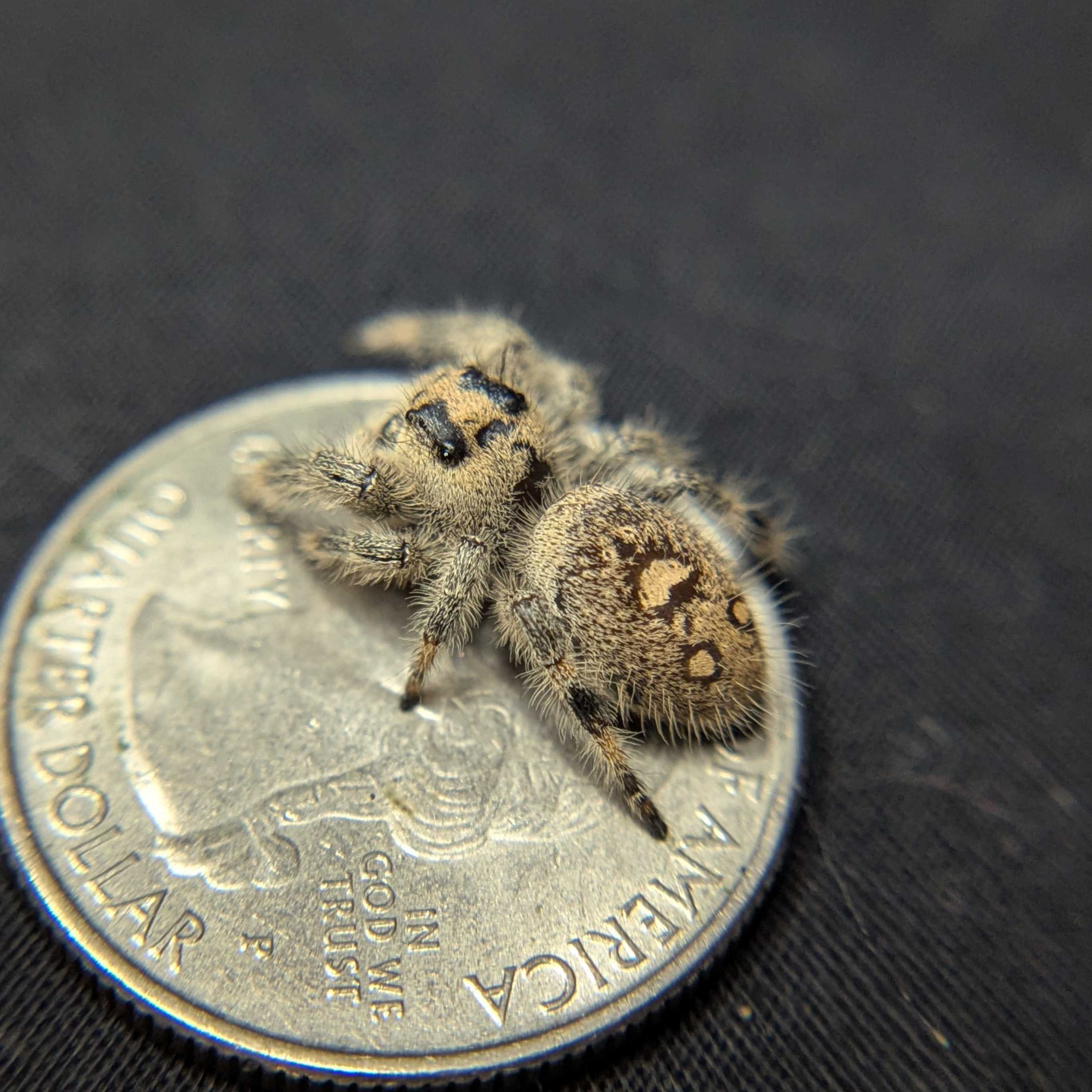 Regal Jumping Spider "Vanilla"