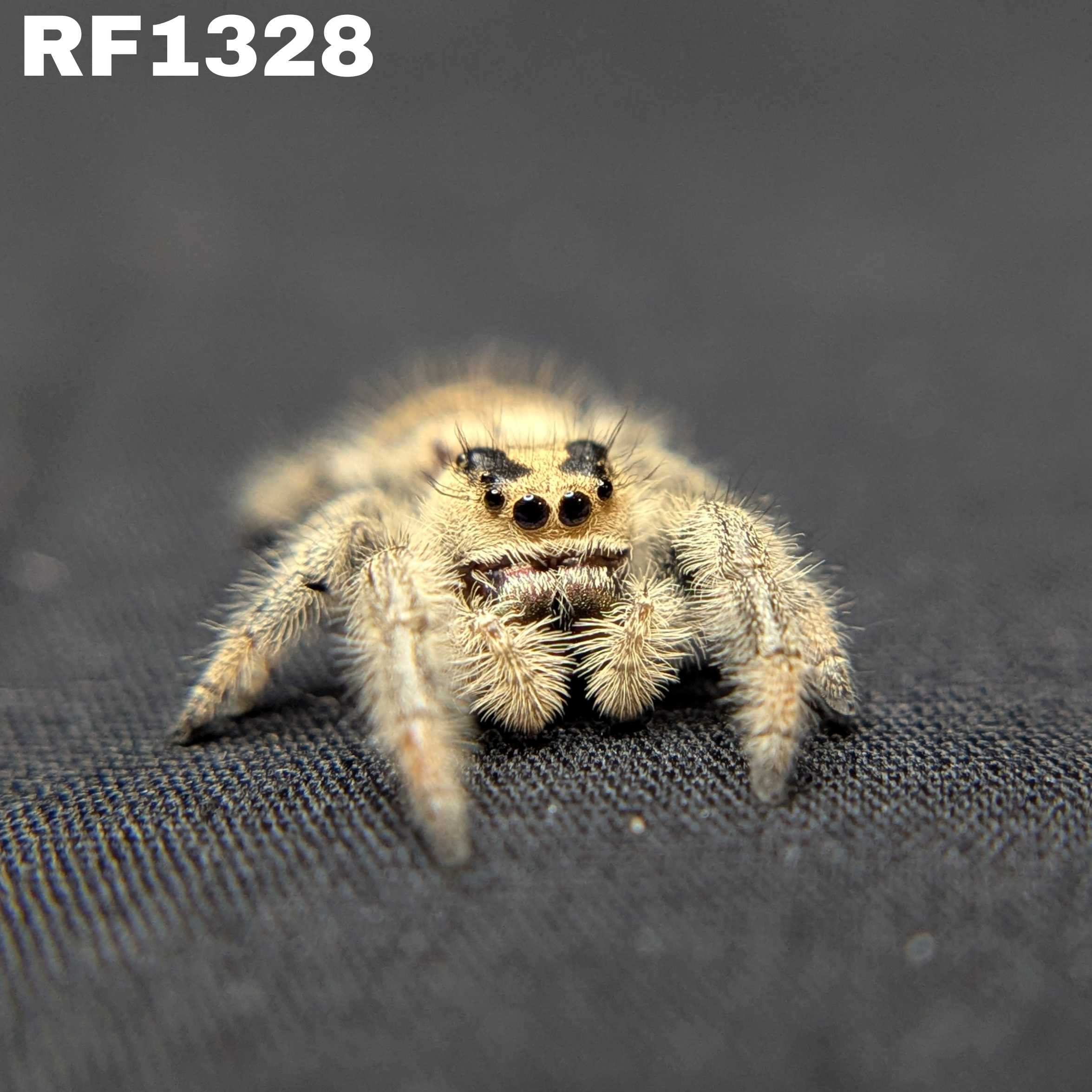 Regal Jumping Spider "Vanilla"