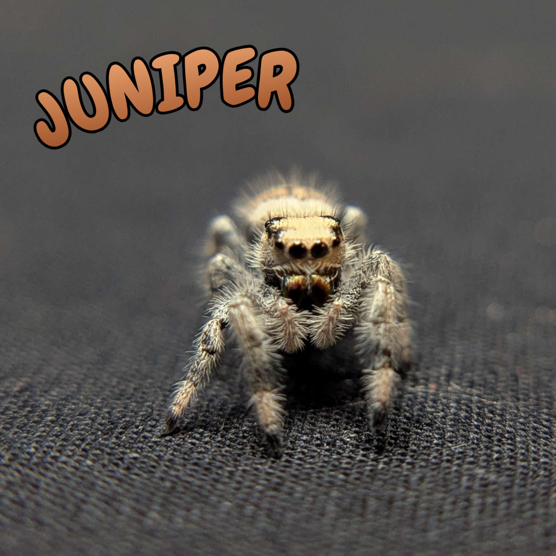 Regal Jumping Spider "Juniper"