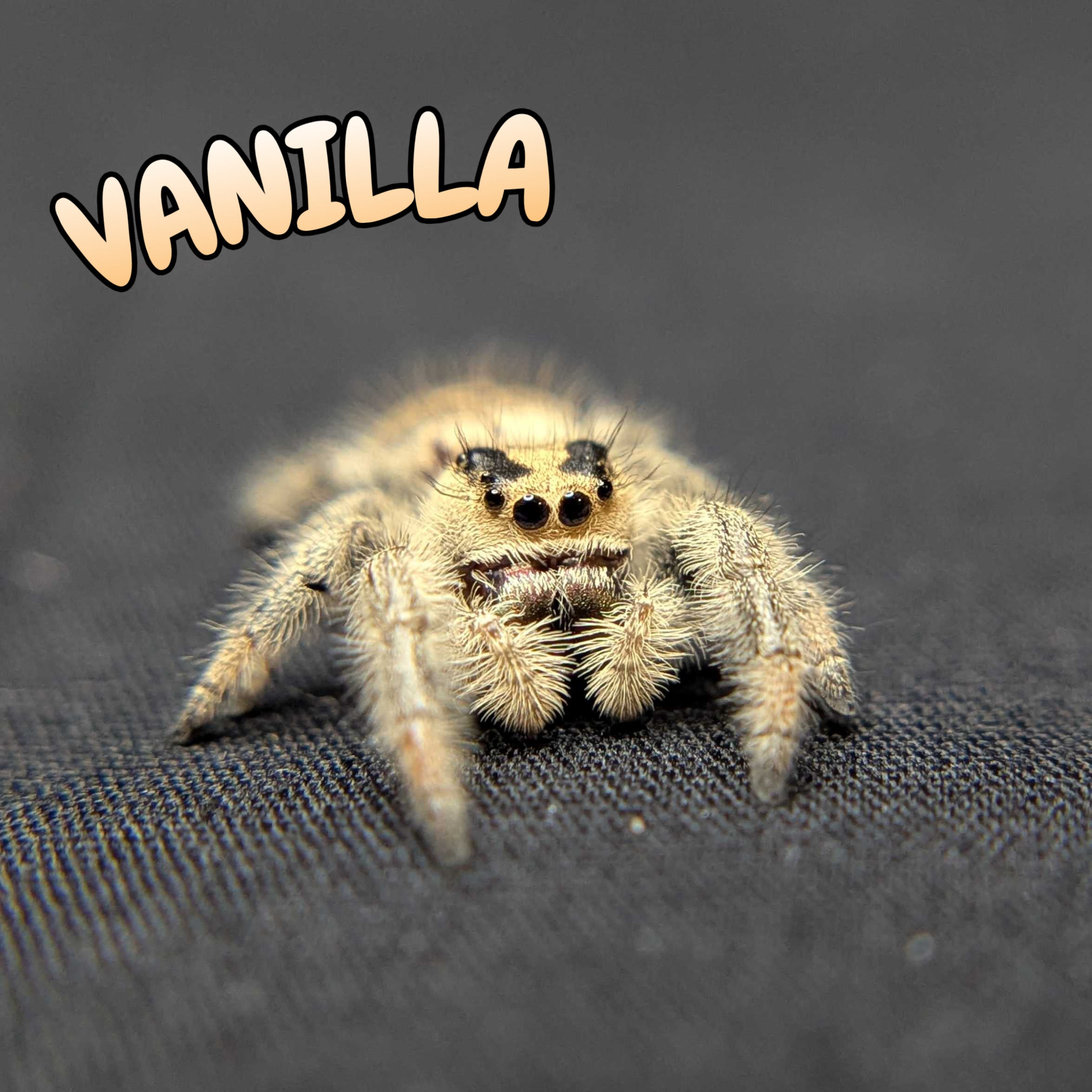 Regal Jumping Spider "Vanilla"