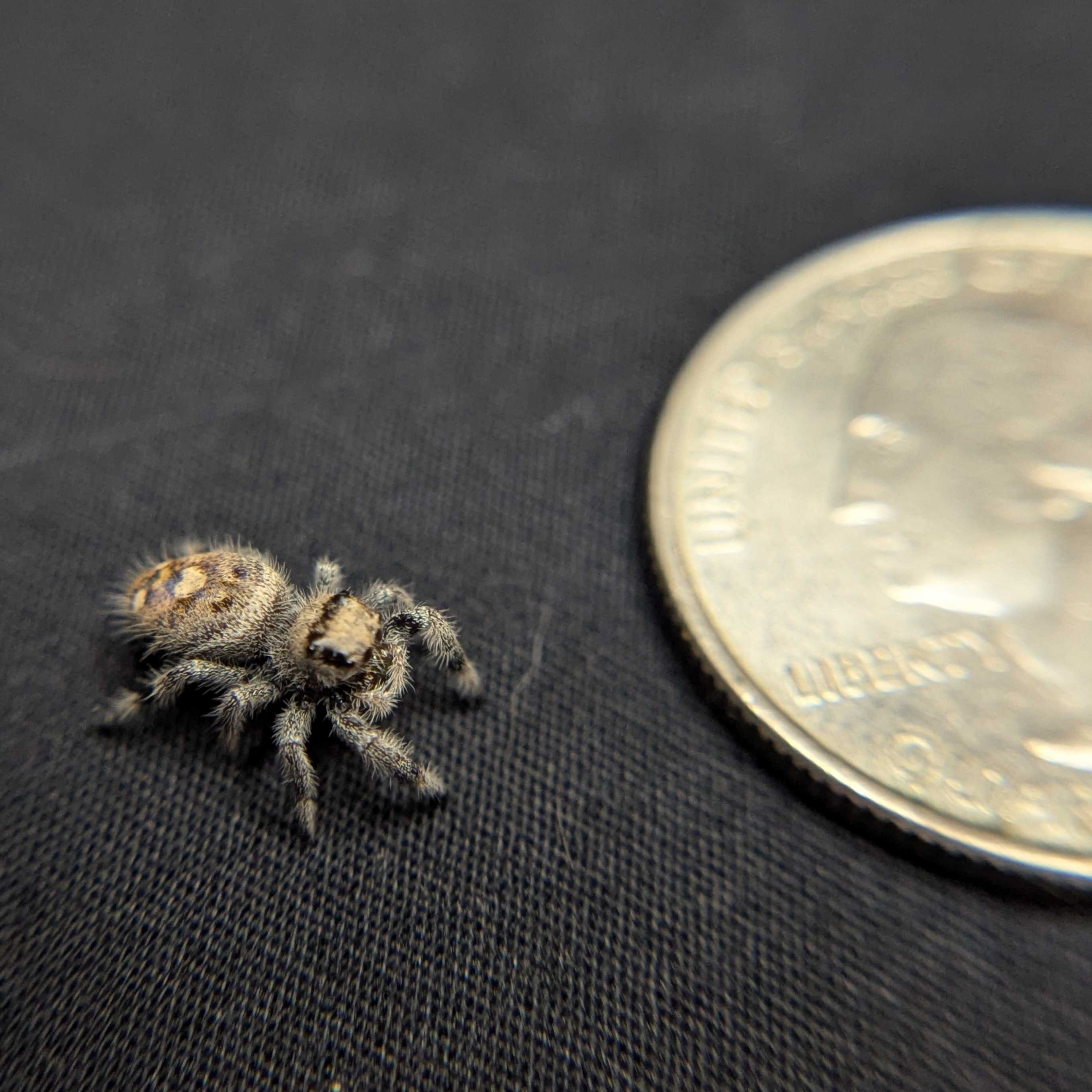 Regal Jumping Spider "Phantom"