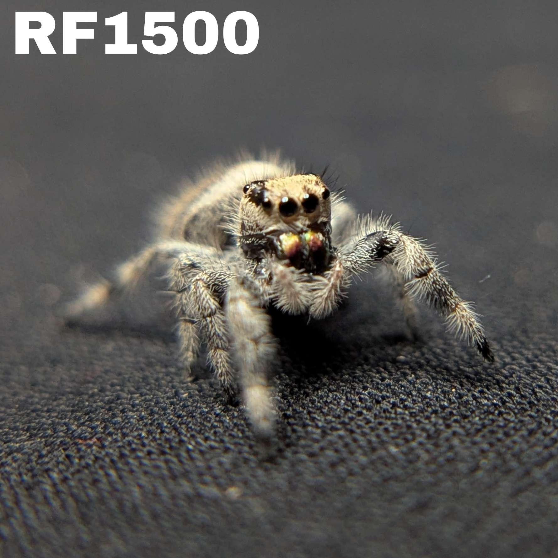 Regal Jumping Spider "Phantom"