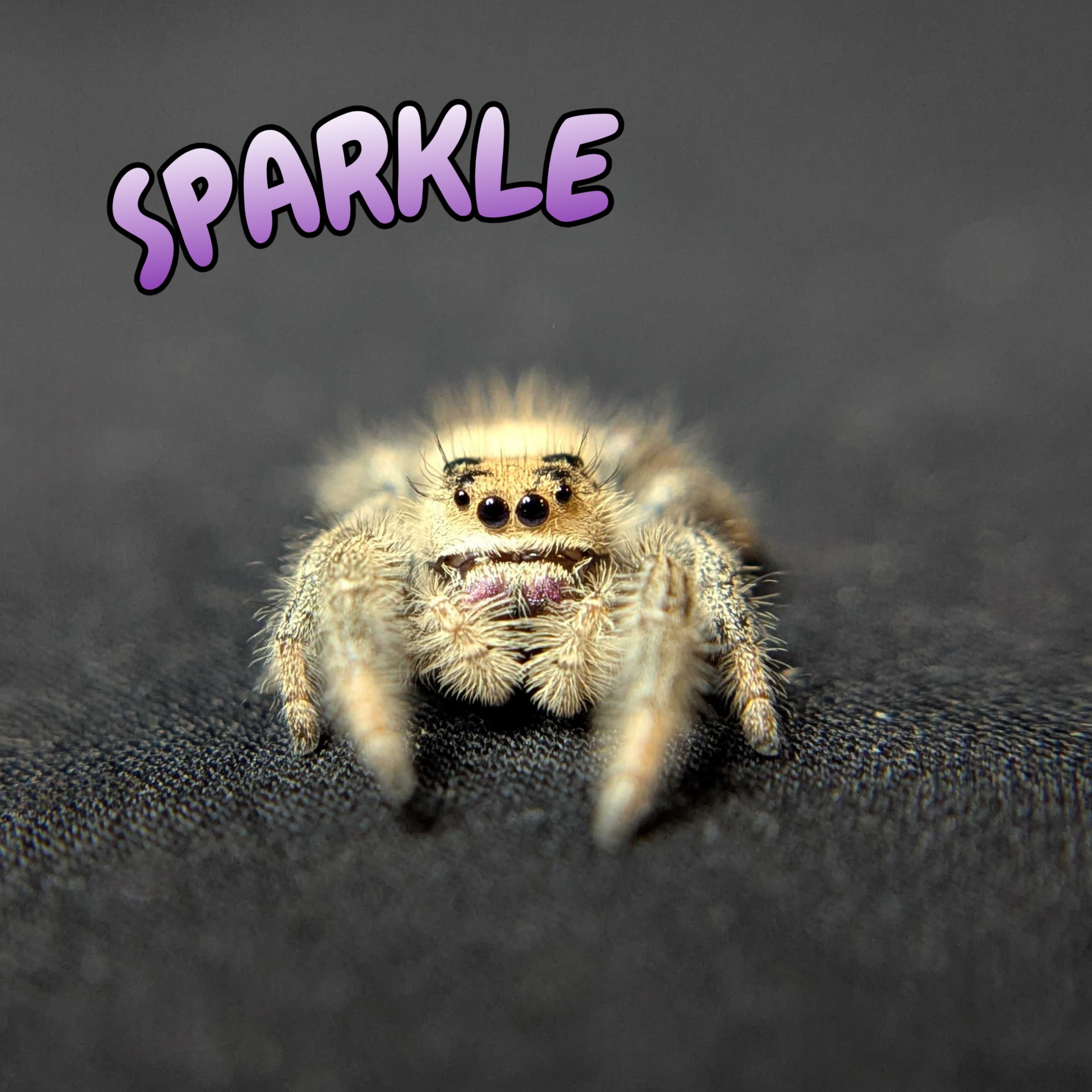 Regal Jumping Spider "Sparkle"