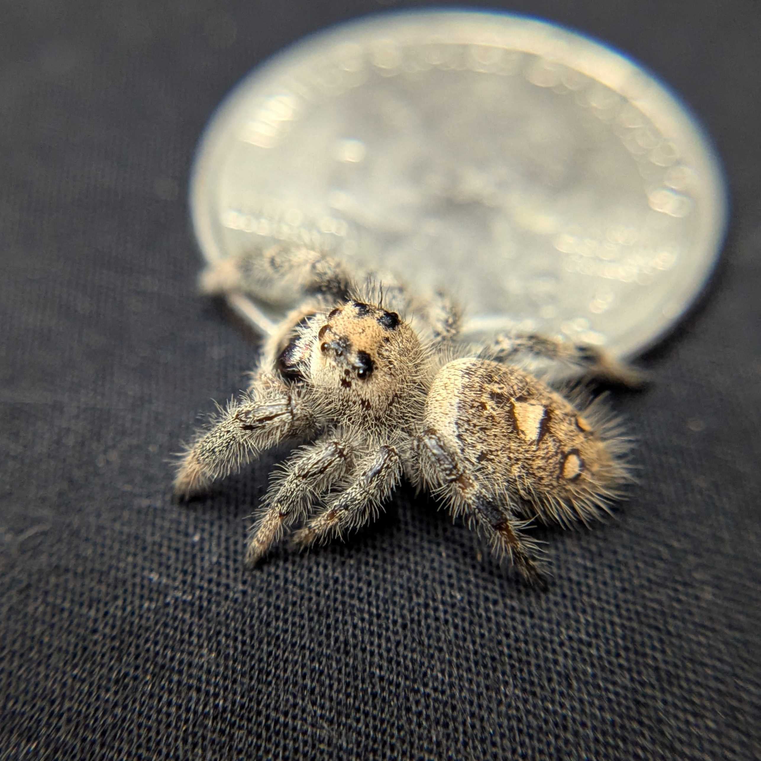 Regal Jumping Spider "Sparkle"