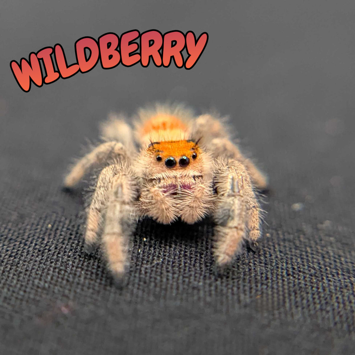 Regal Jumping Spider "Wildberry"