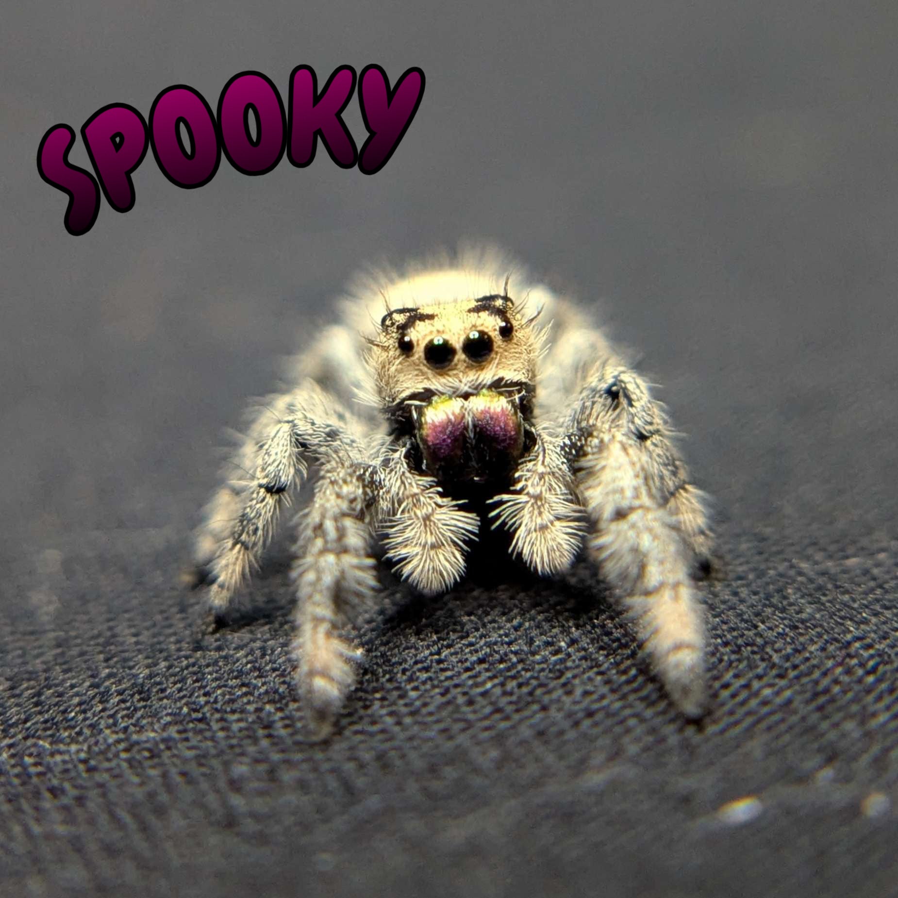 Regal Jumping Spider "Spooky"
