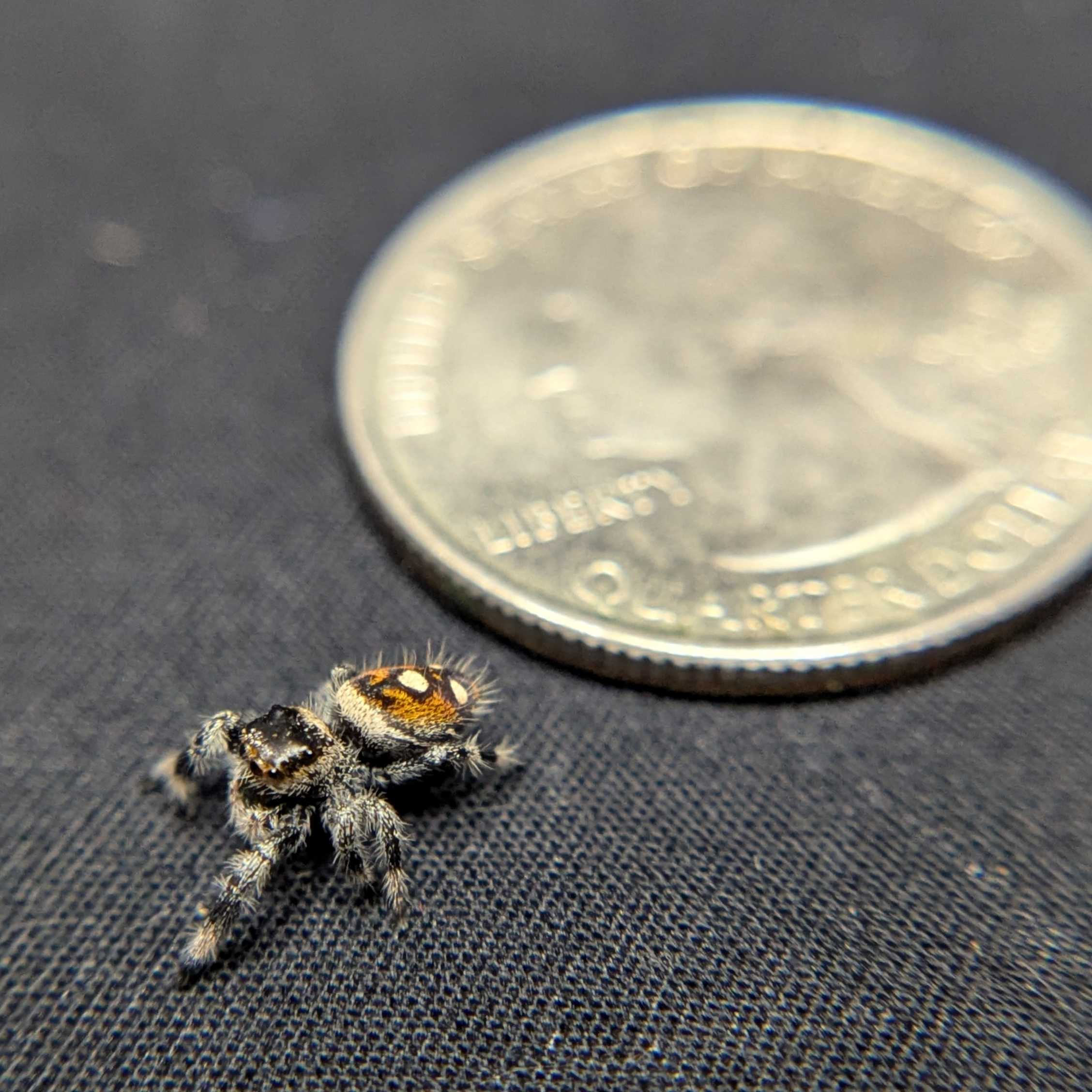 Regal Jumping Spider "Crumpet"