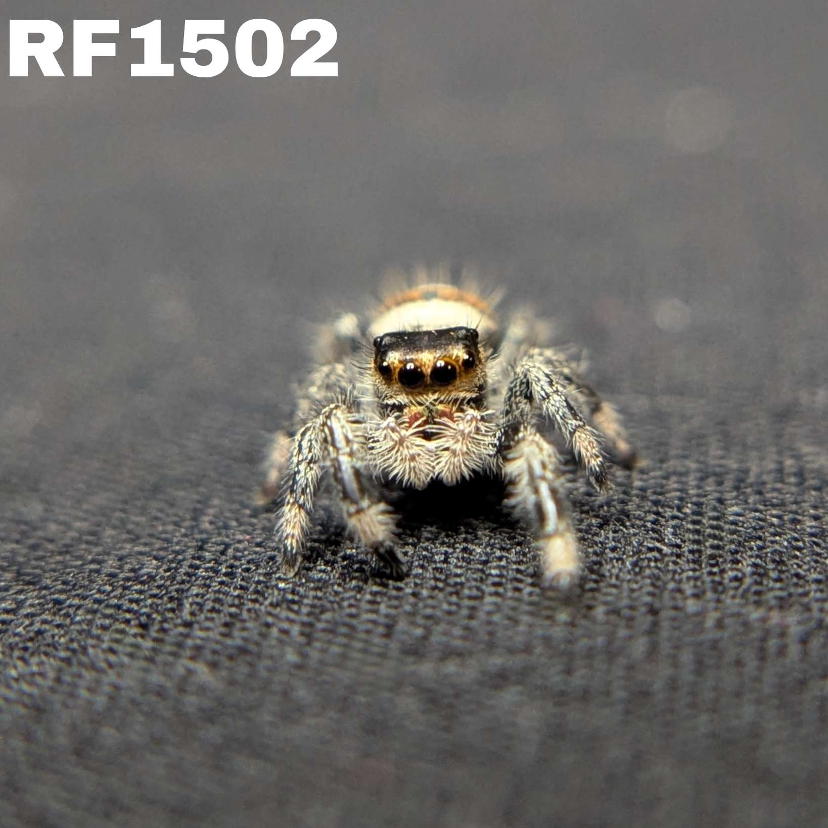 Regal Jumping Spider "Crumpet"