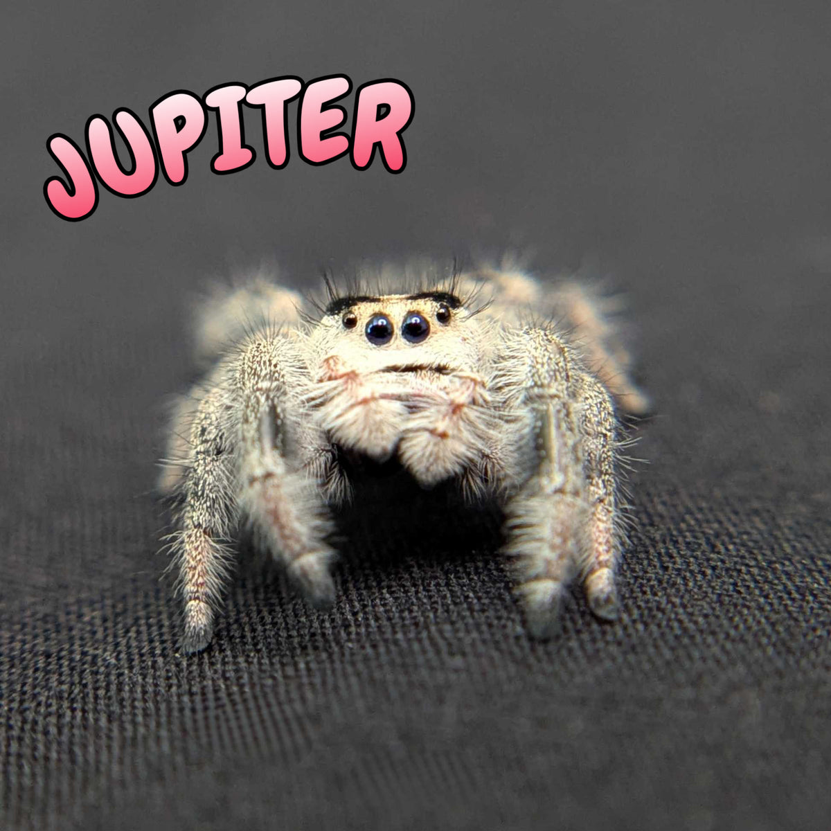 Regal Jumping Spider "Jupiter"