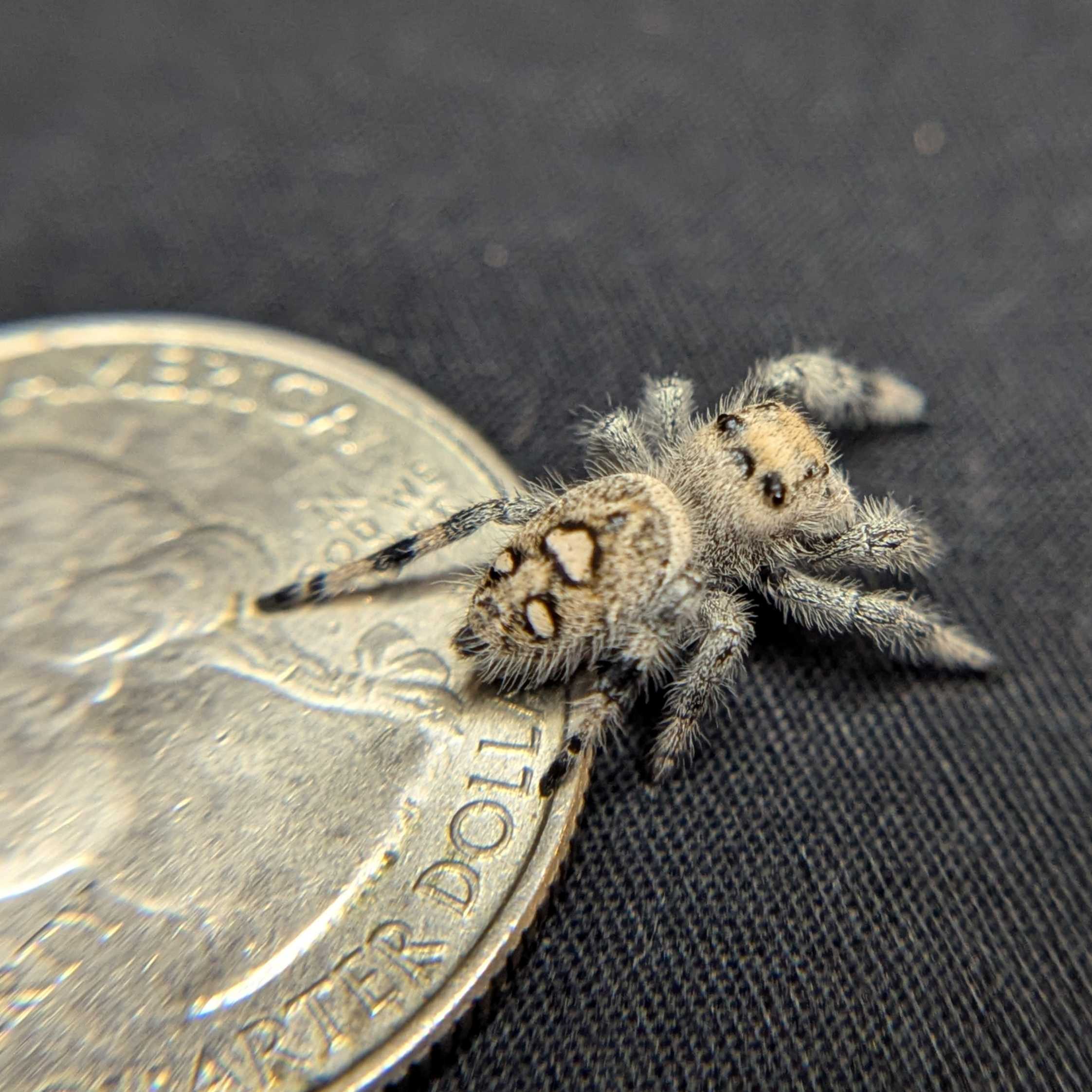 Regal Jumping Spider “Cereal Milk”