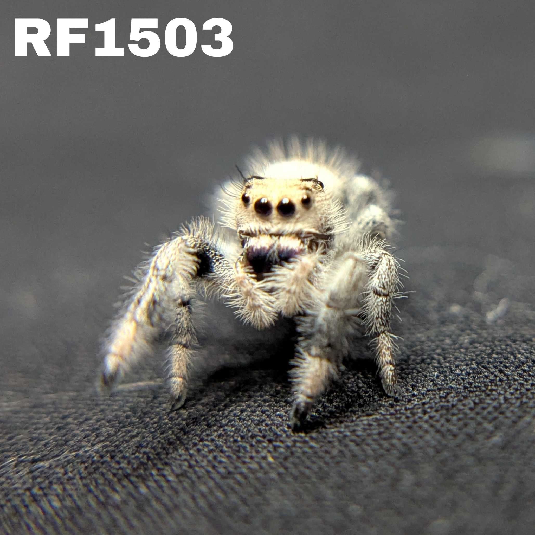 Regal Jumping Spider “Cereal Milk”