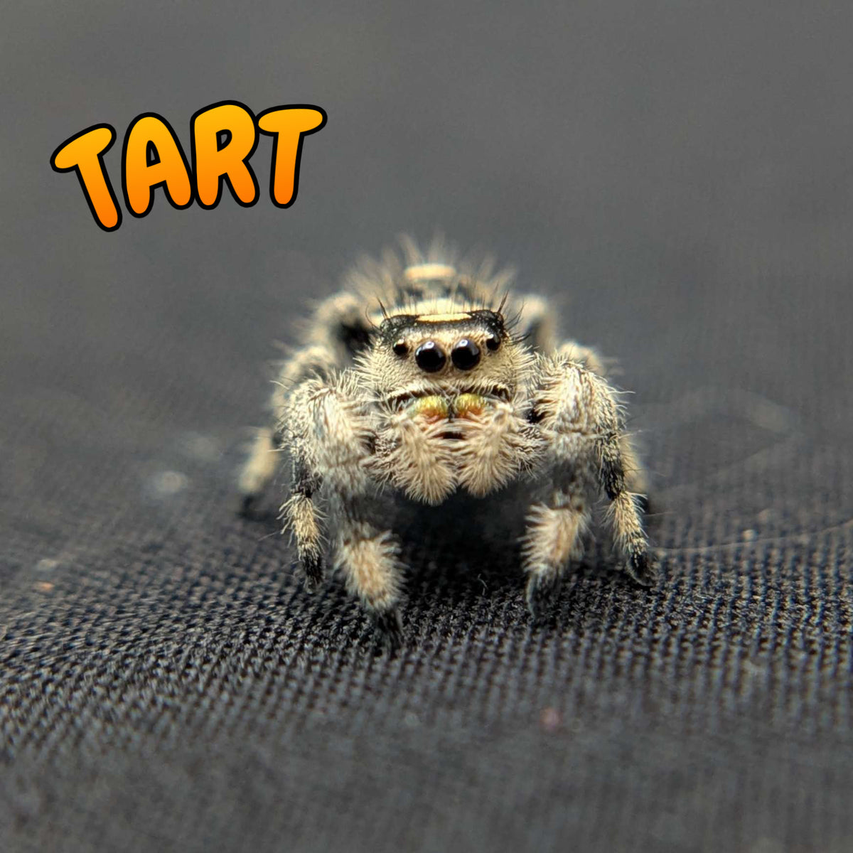 Regal Jumping Spider "Tart"