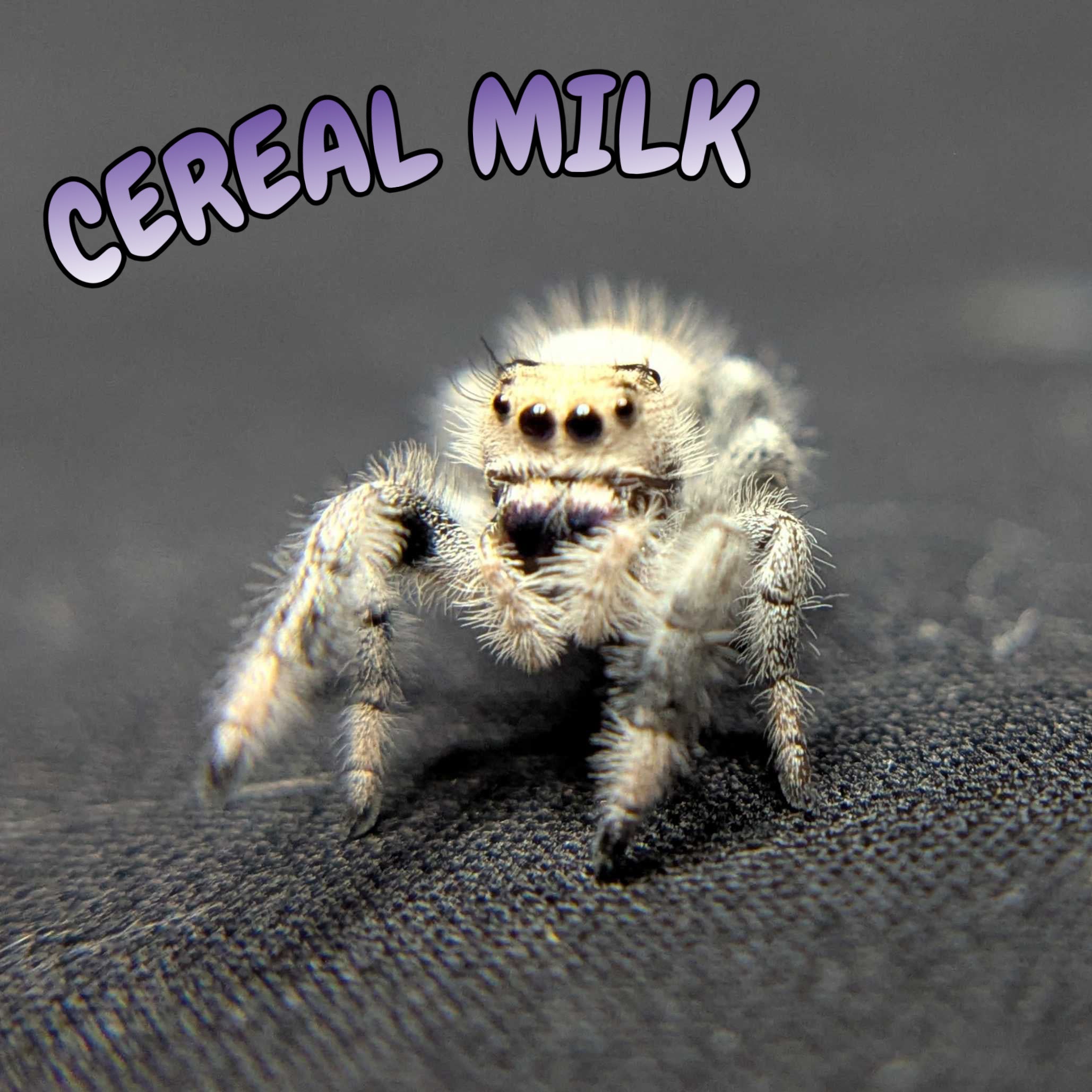 Regal Jumping Spider “Cereal Milk”