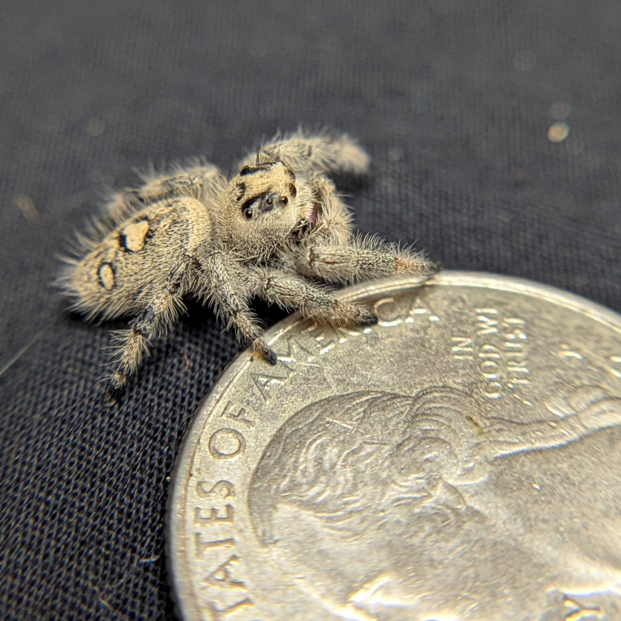 Regal Jumping Spider "Kisses"