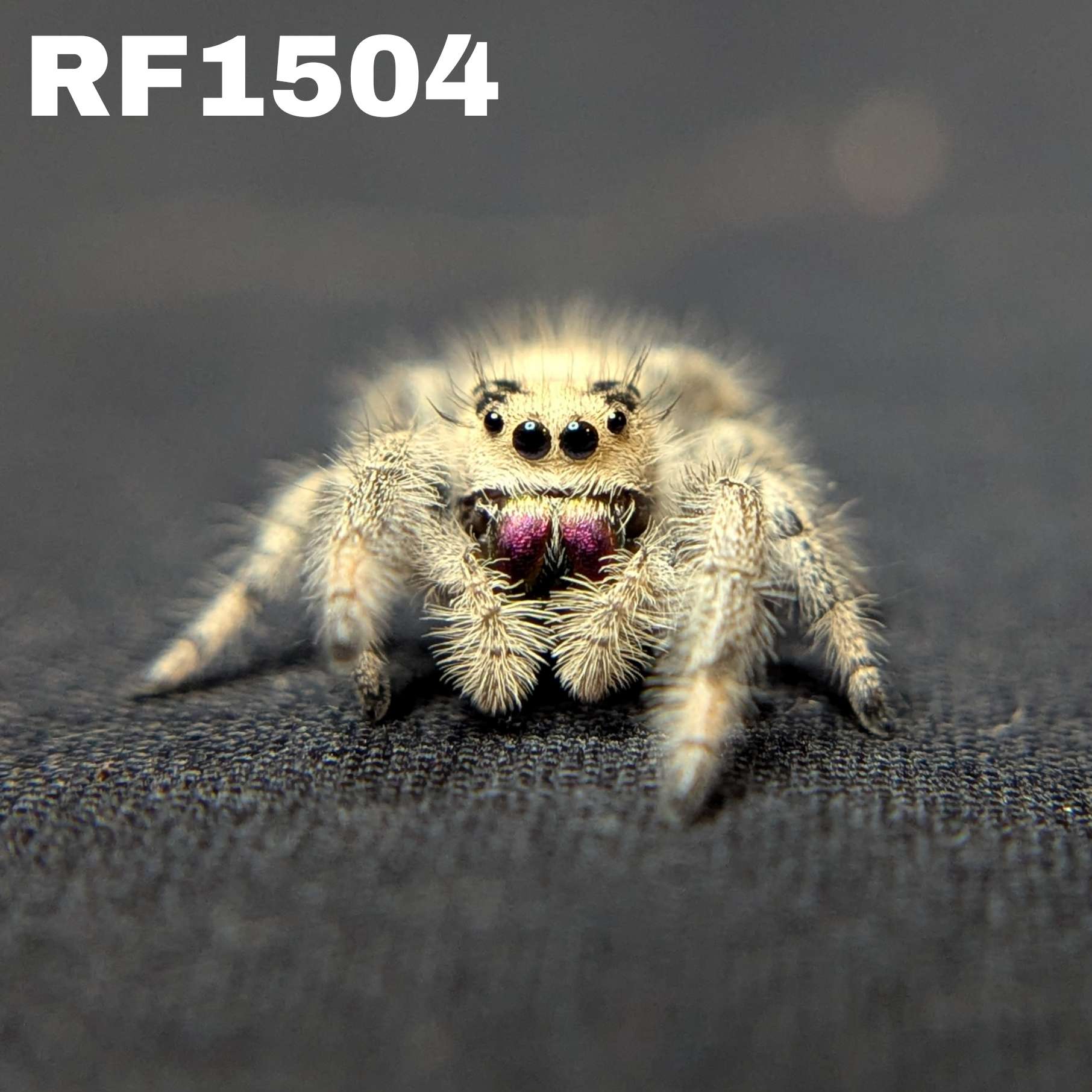 Regal Jumping Spider "Kisses"