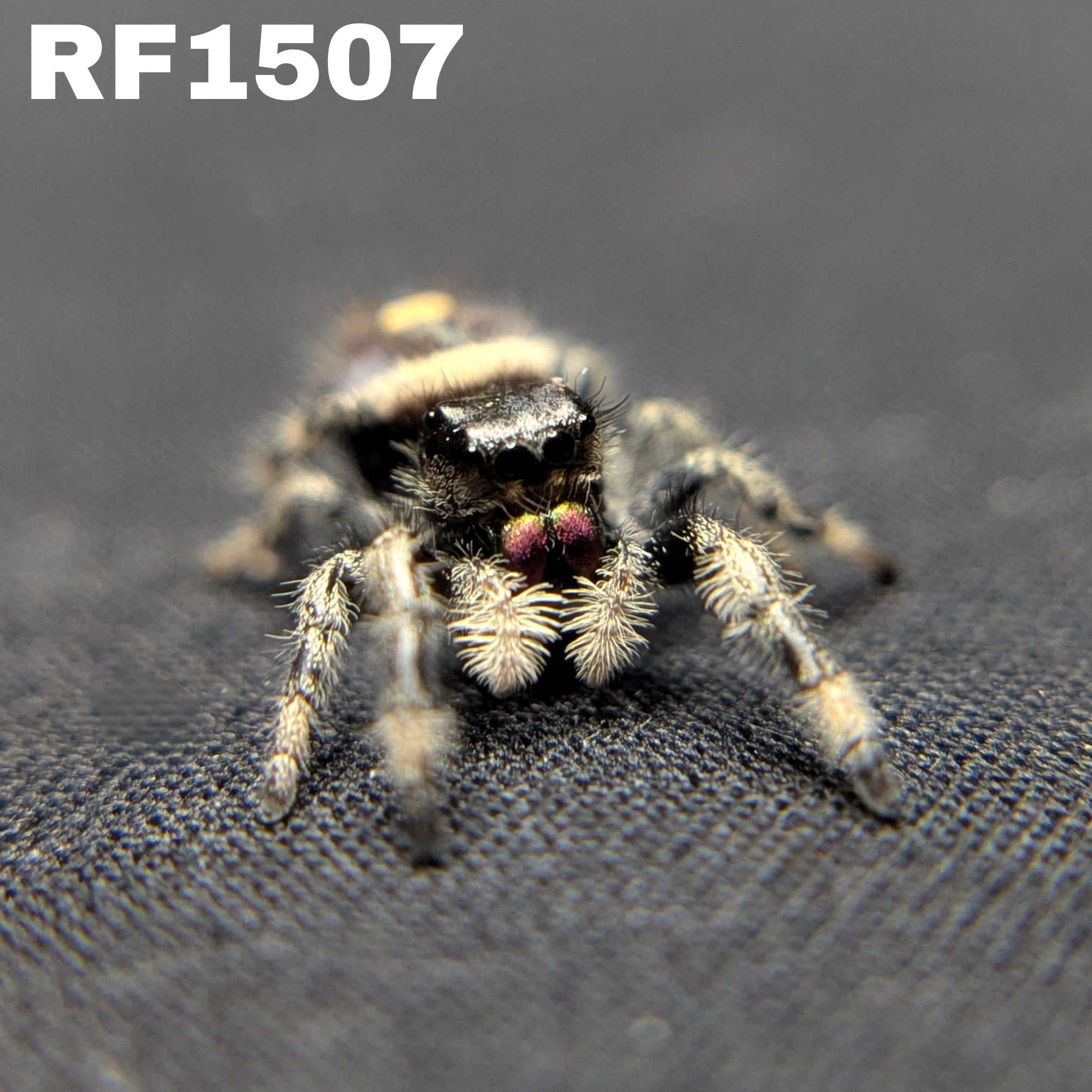 Regal Jumping Spider "Espresso"