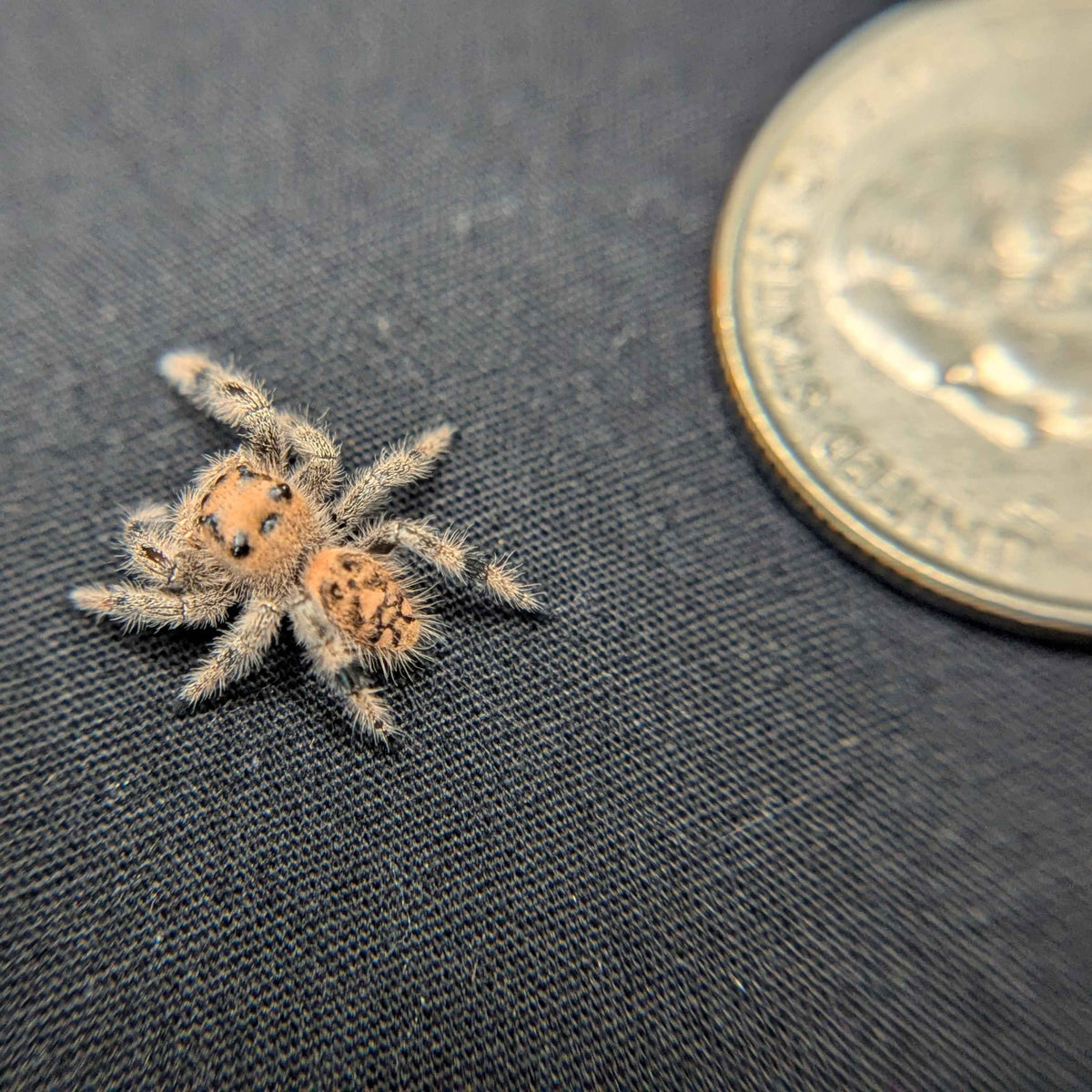 Regal Jumping Spider "Mandarin"