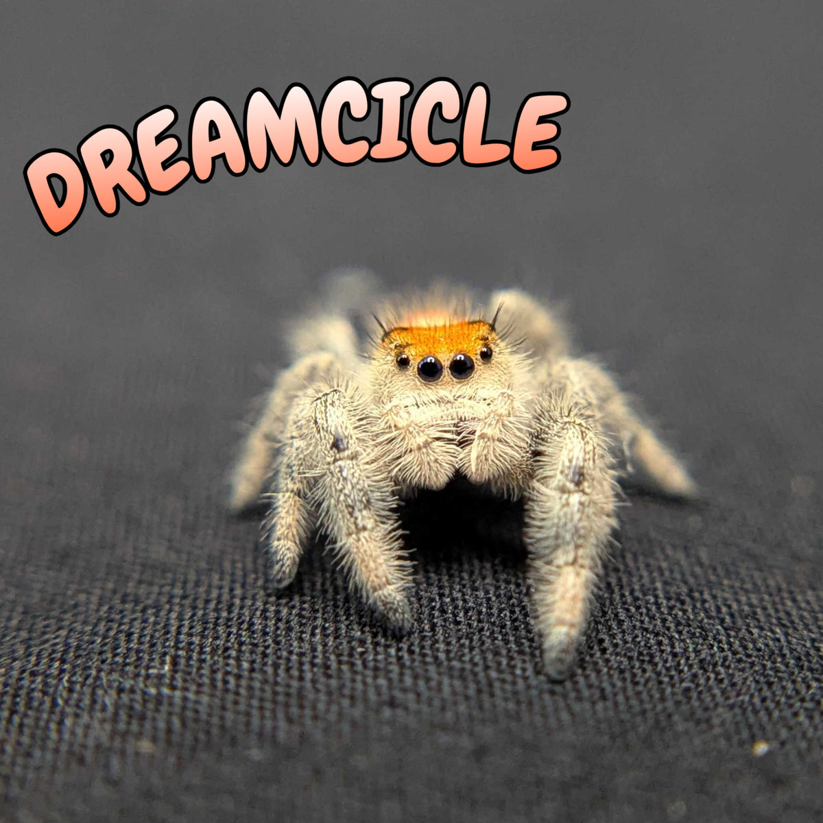 Regal Jumping Spider "Dreamcicle"