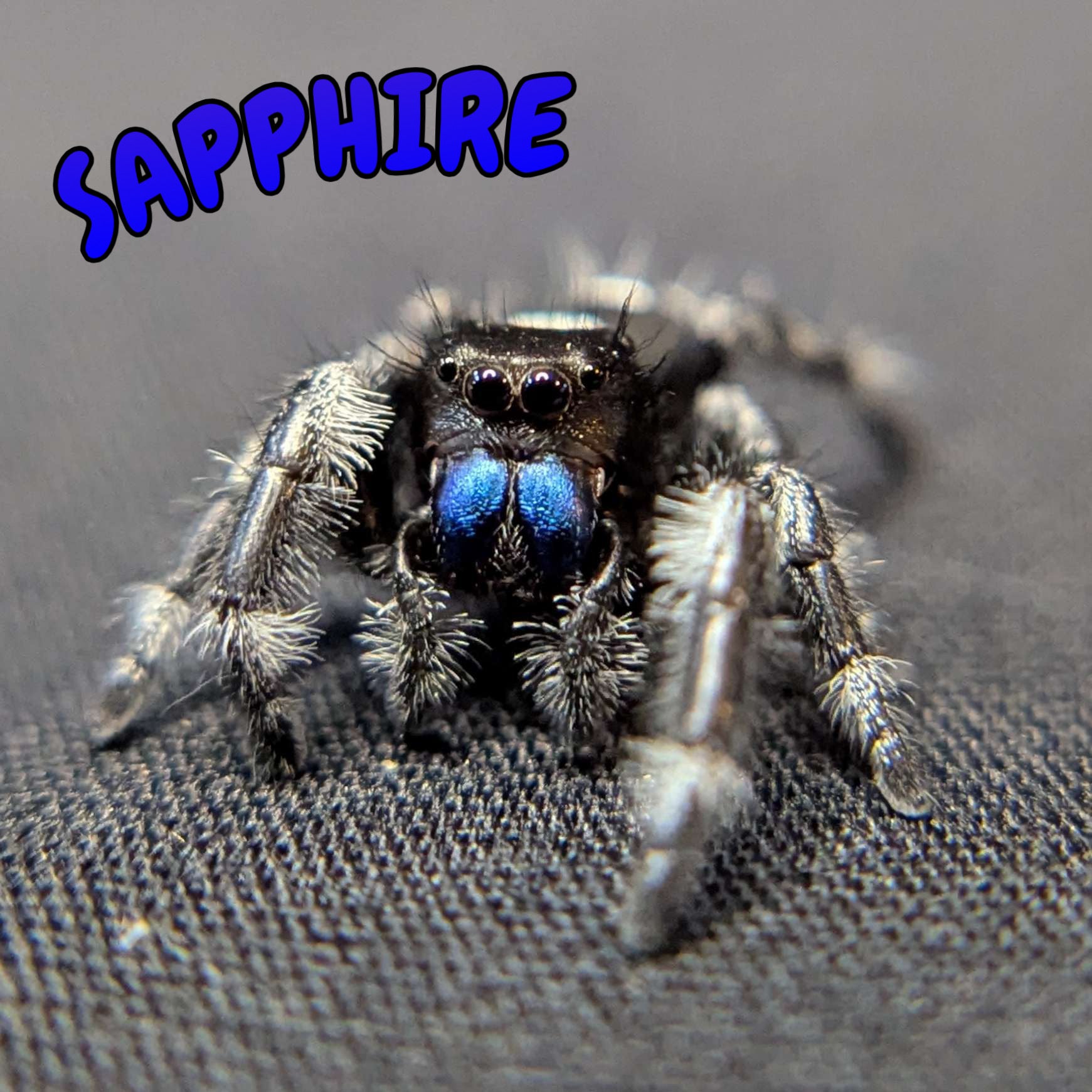Regal Jumping Spider "Sapphire" (Rare)
