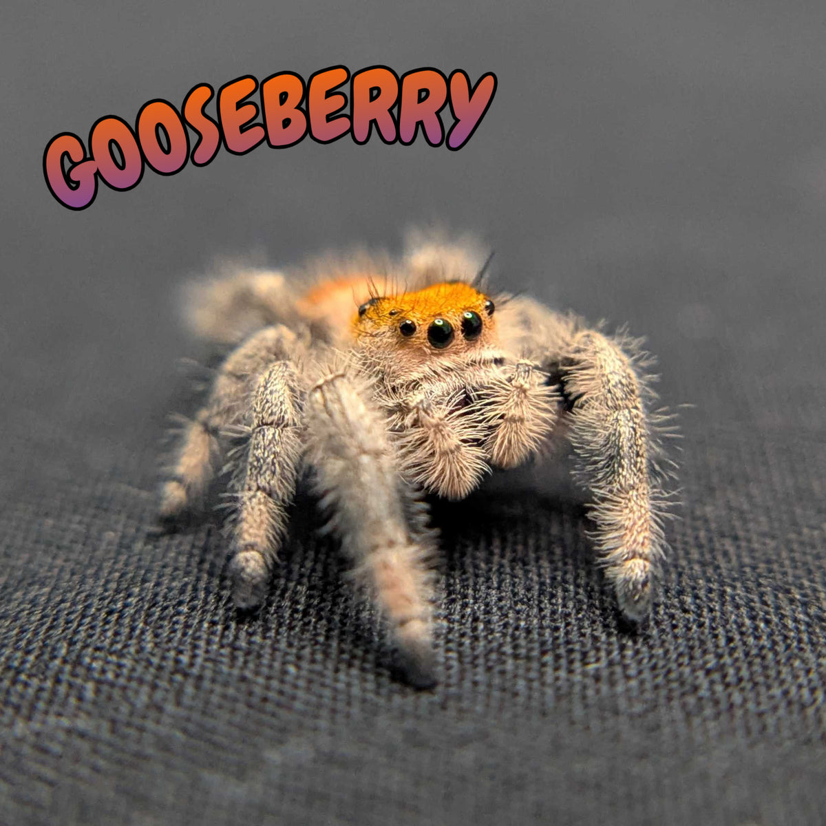 Regal Jumping Spider “Gooseberry”